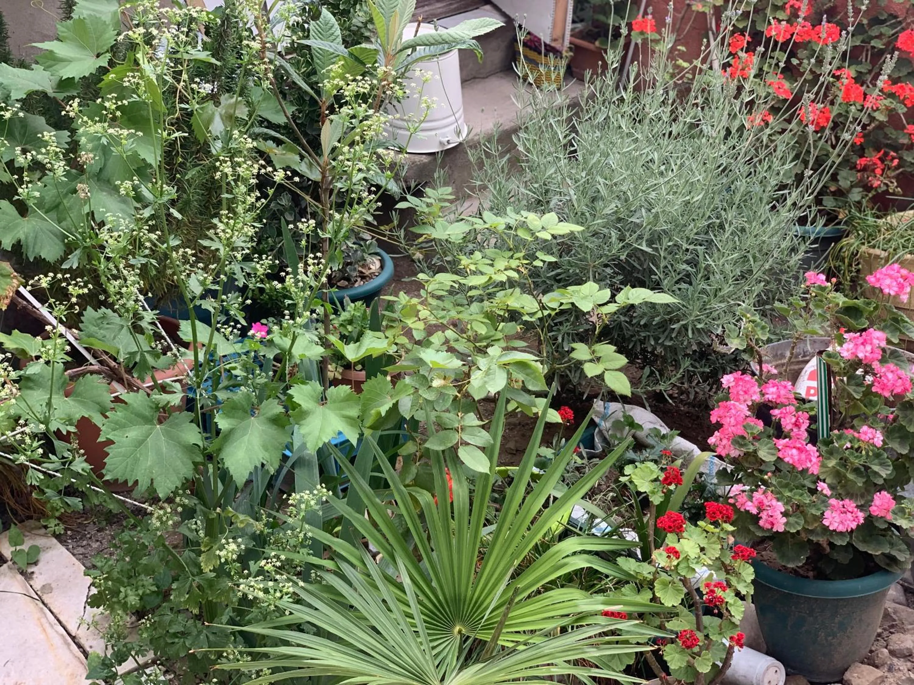 Garden in Your House In Tbilisi