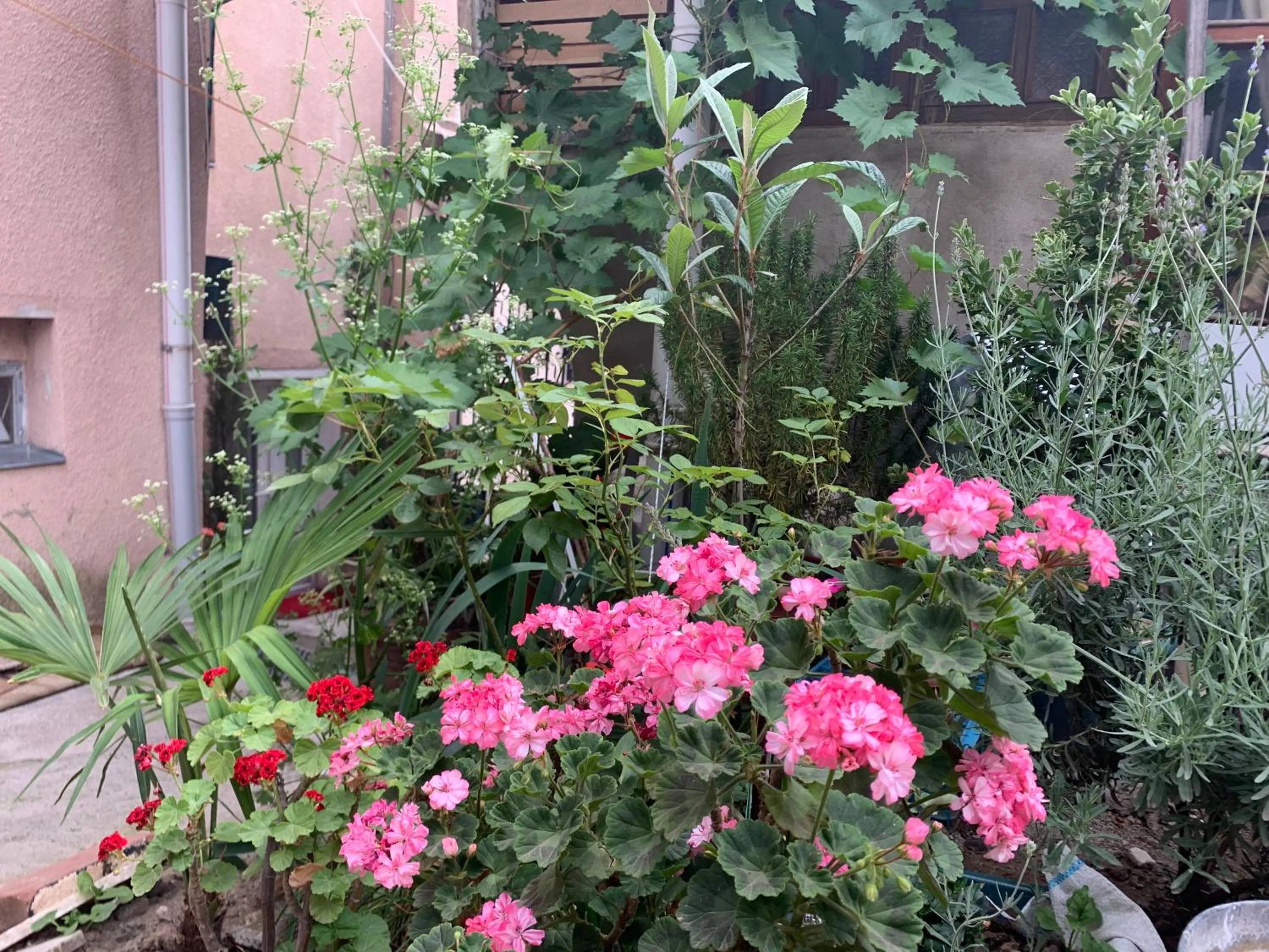 Garden in Your House In Tbilisi