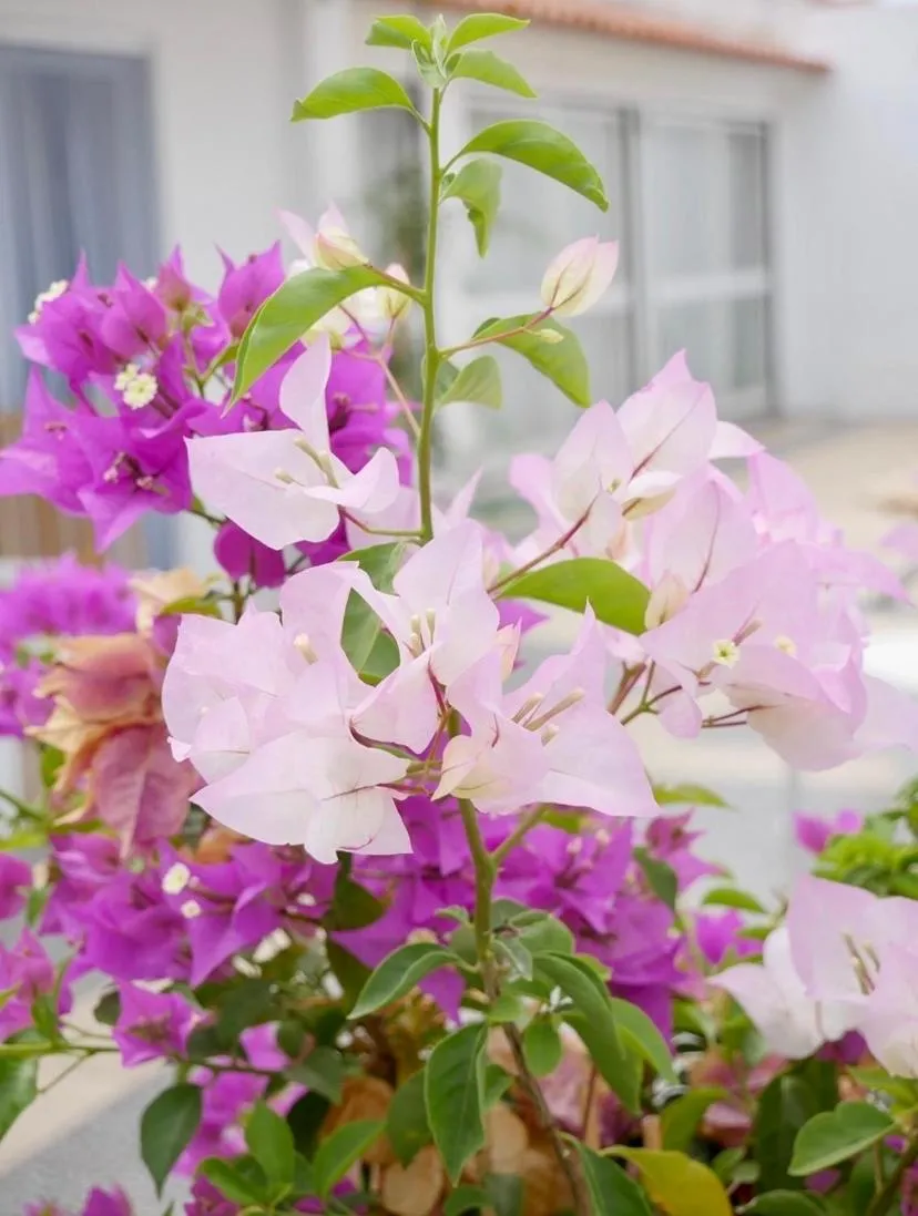 Garden in Casa de Azzancha