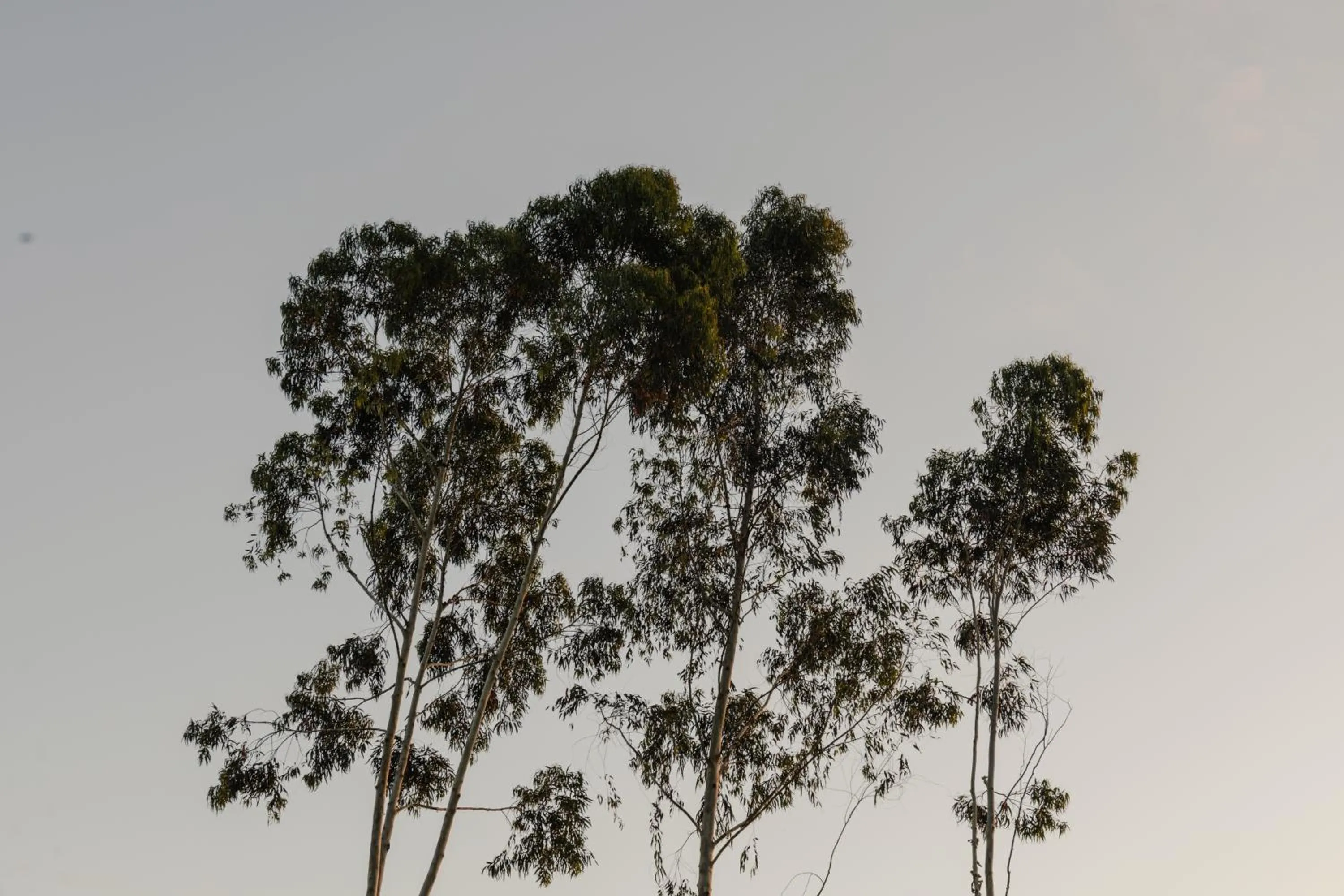 Natural landscape in Mōmento Itamambuca