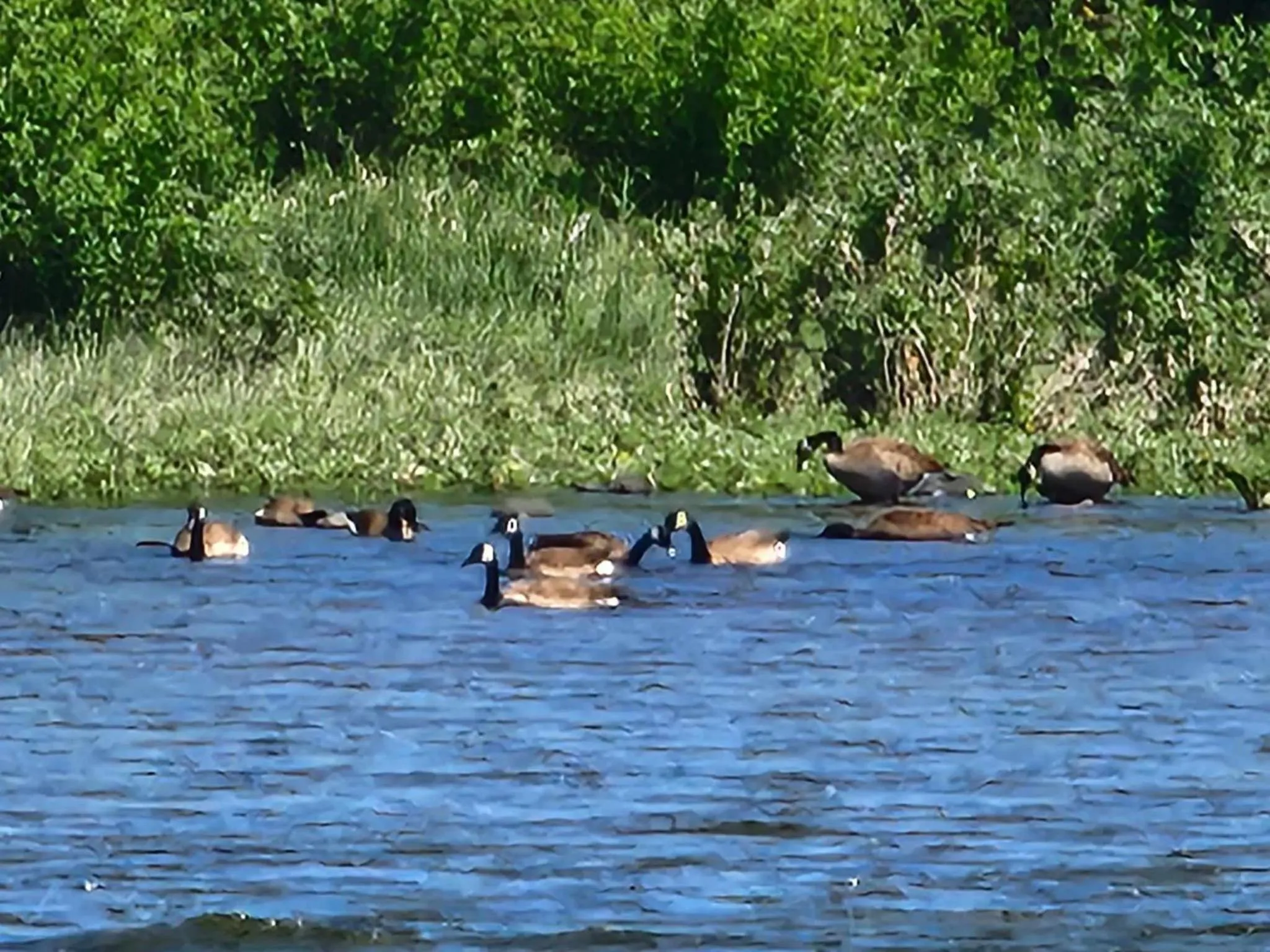 Animals in Campbell River Lodge