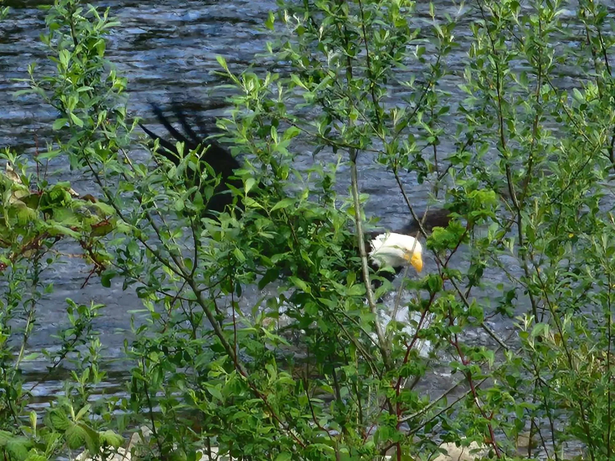 Animals in Campbell River Lodge