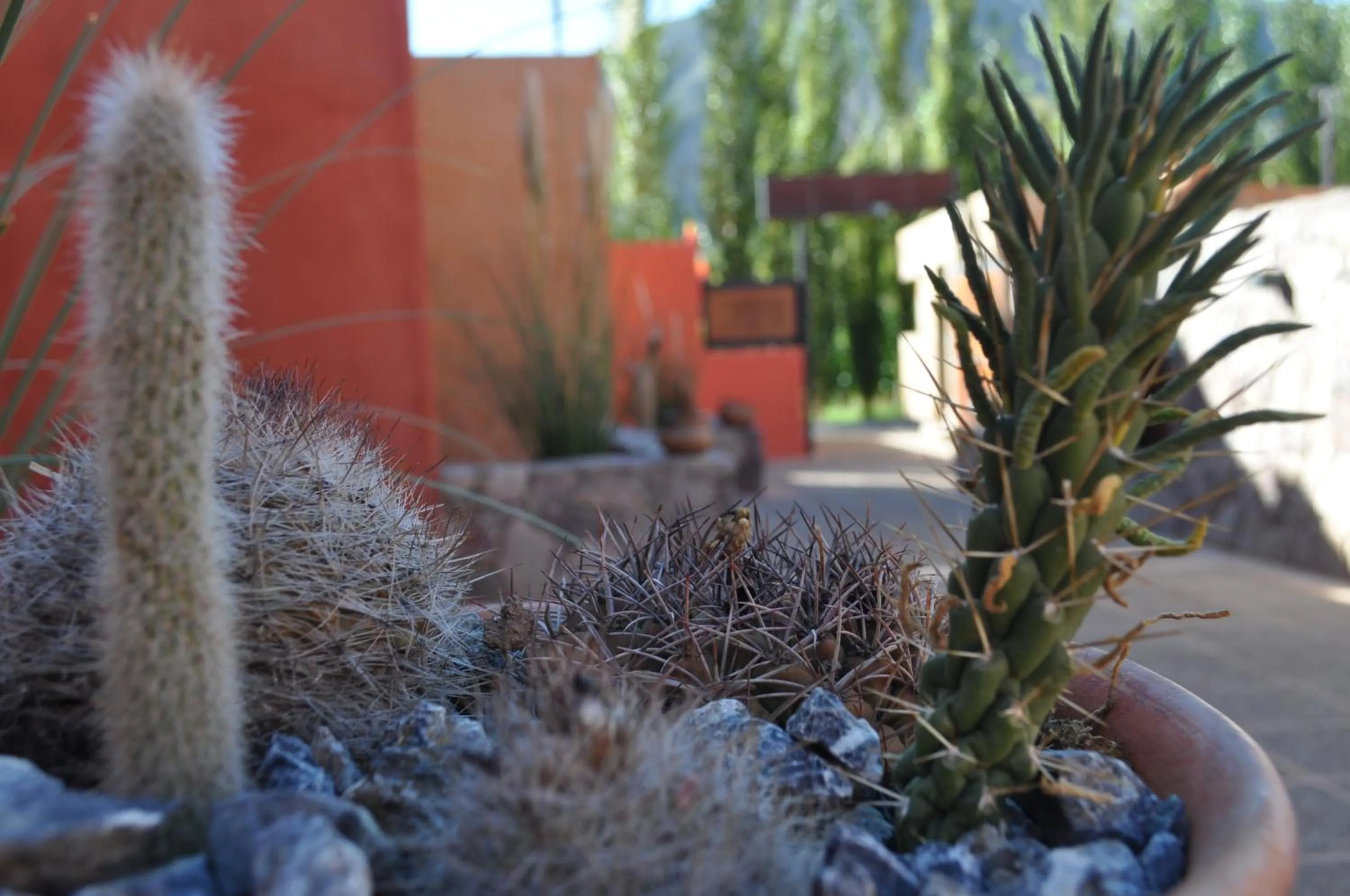 Garden view in Colores de Purmamarca
