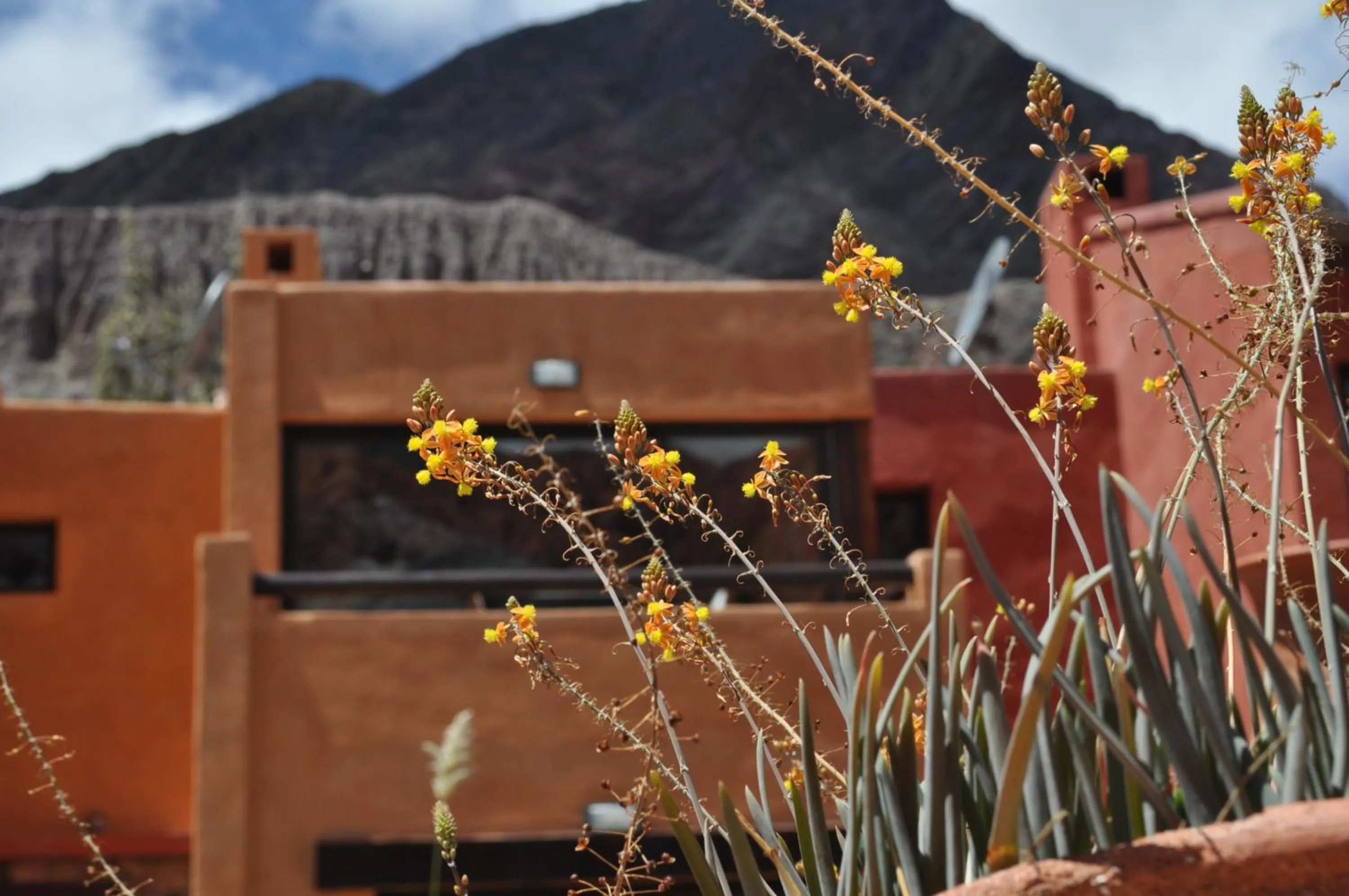 Garden view in Colores de Purmamarca