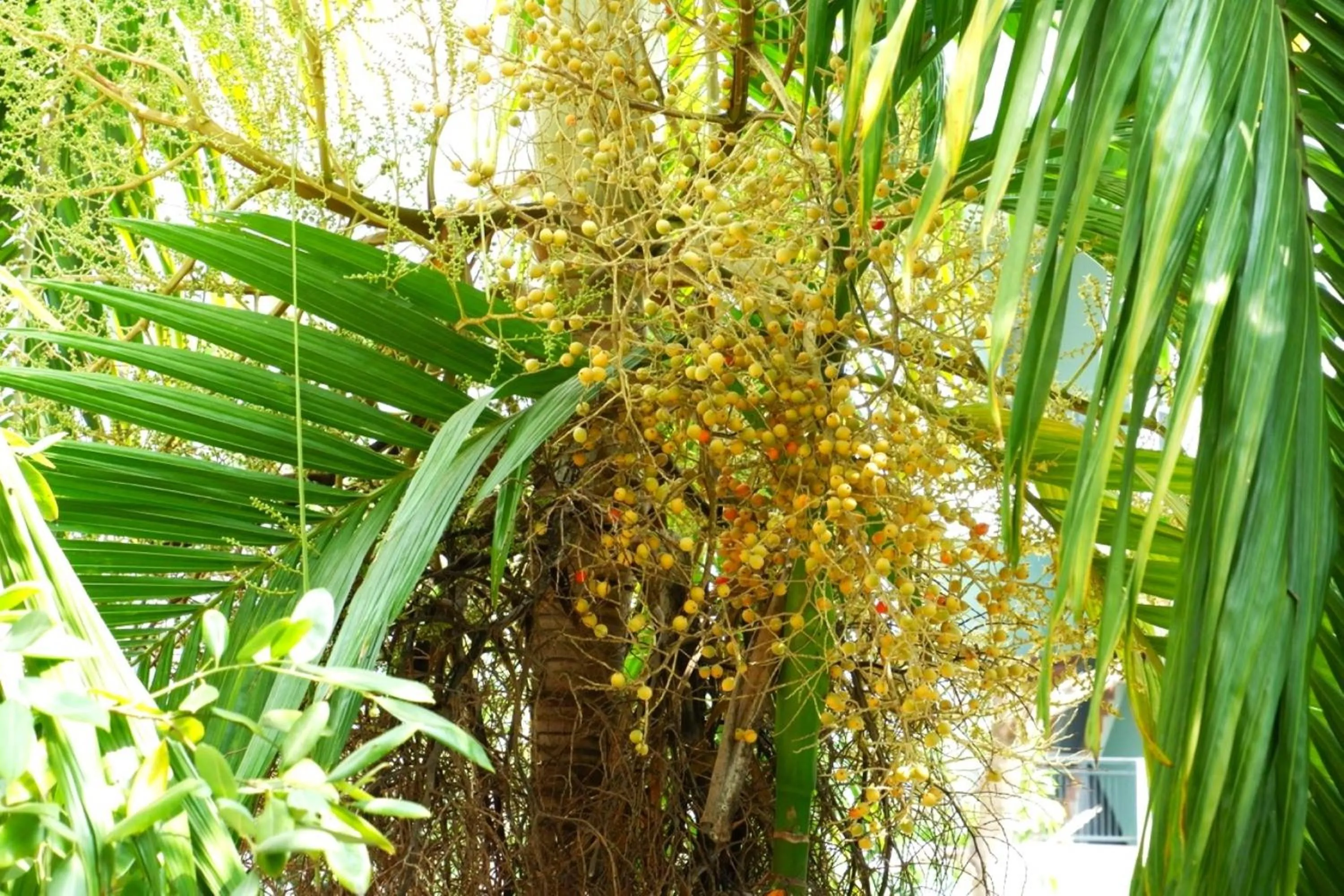 Garden in Nary Villa