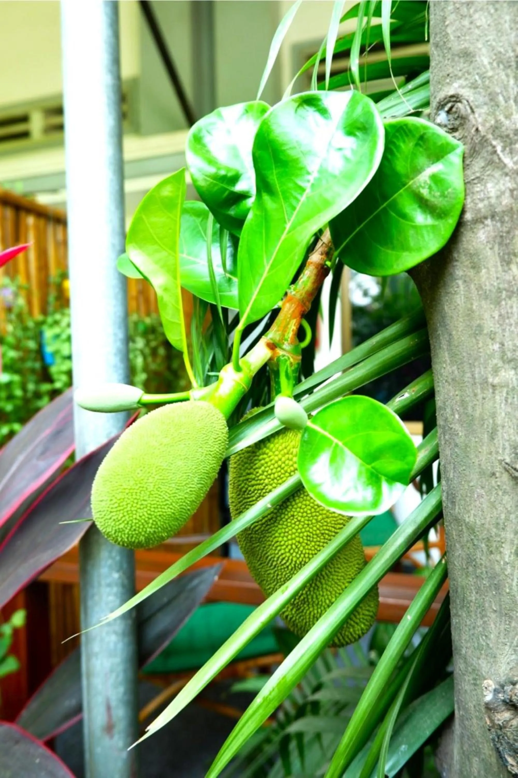 Garden in Nary Villa