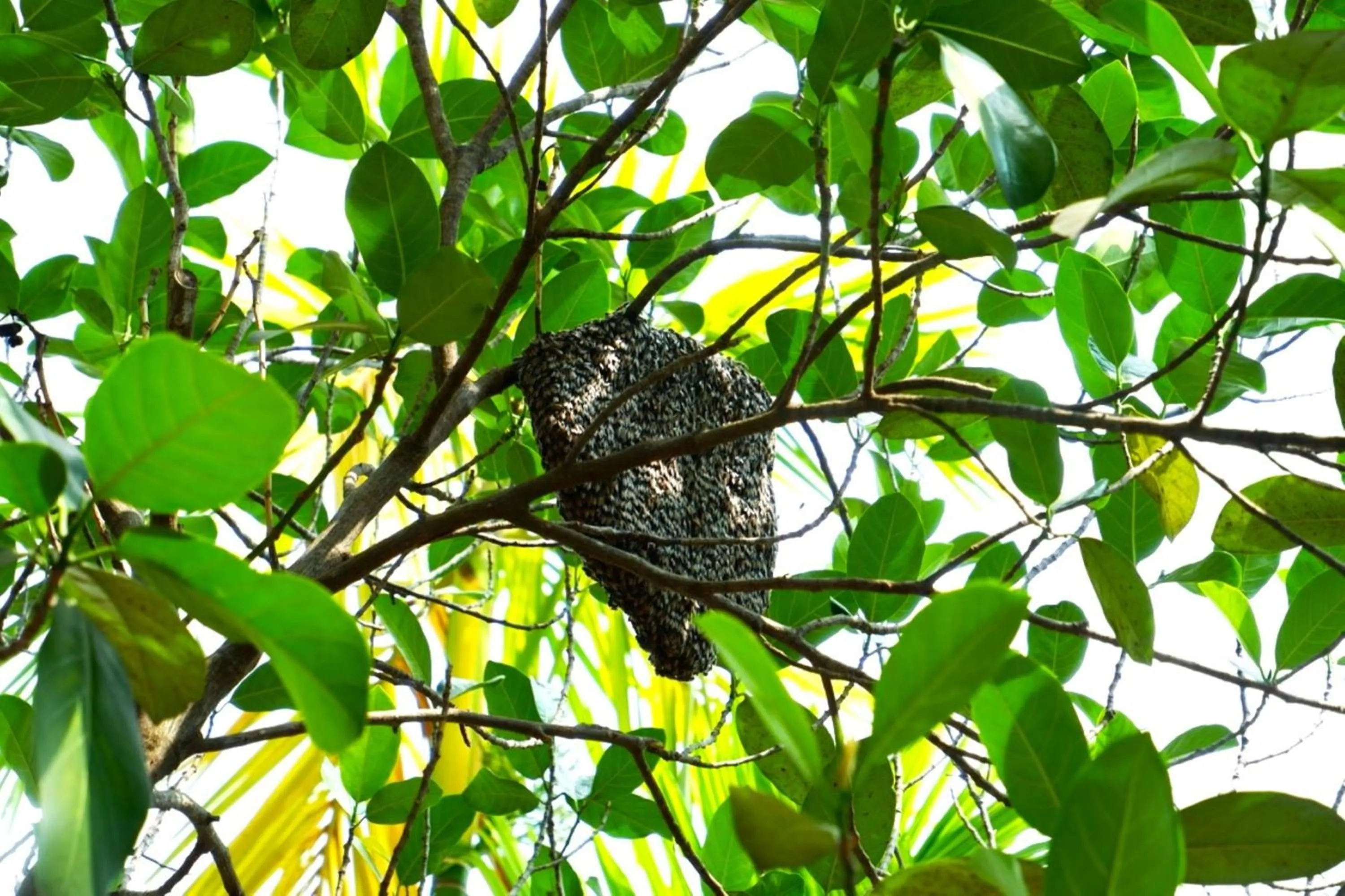 Natural landscape in Nary Villa