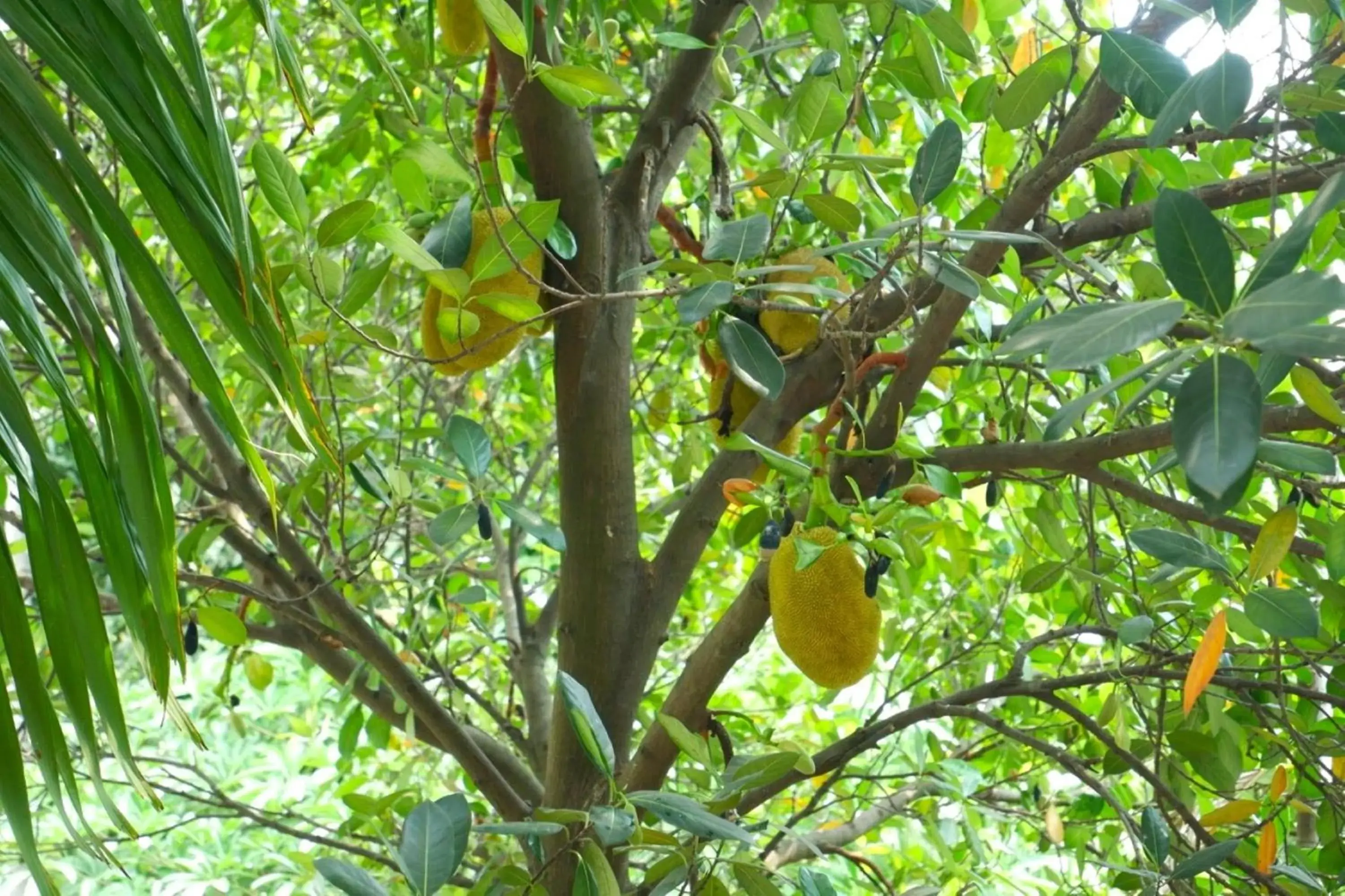 Garden view in Nary Villa Garden view in Nary Villa