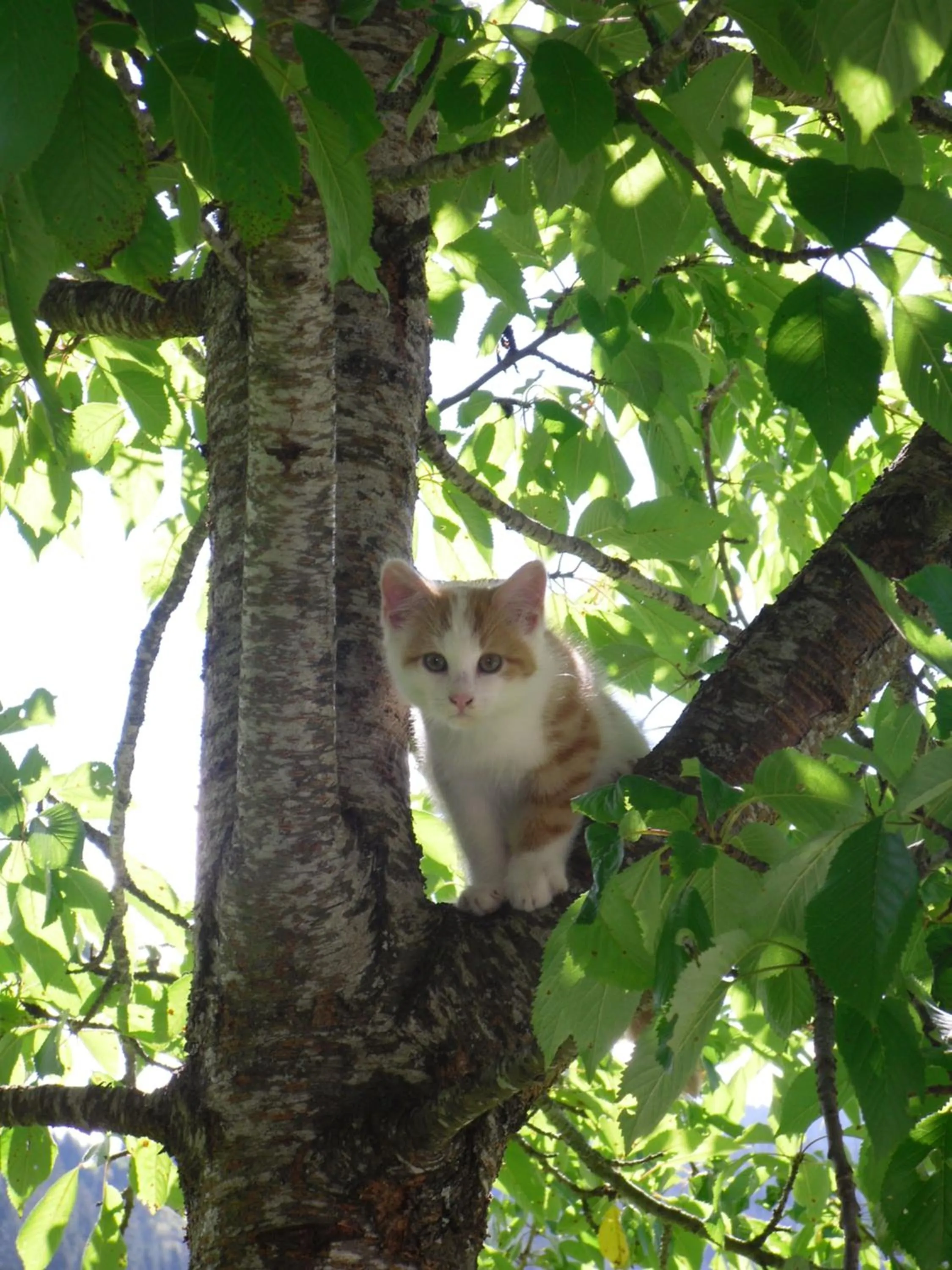 Pets in Vorderwiesgut