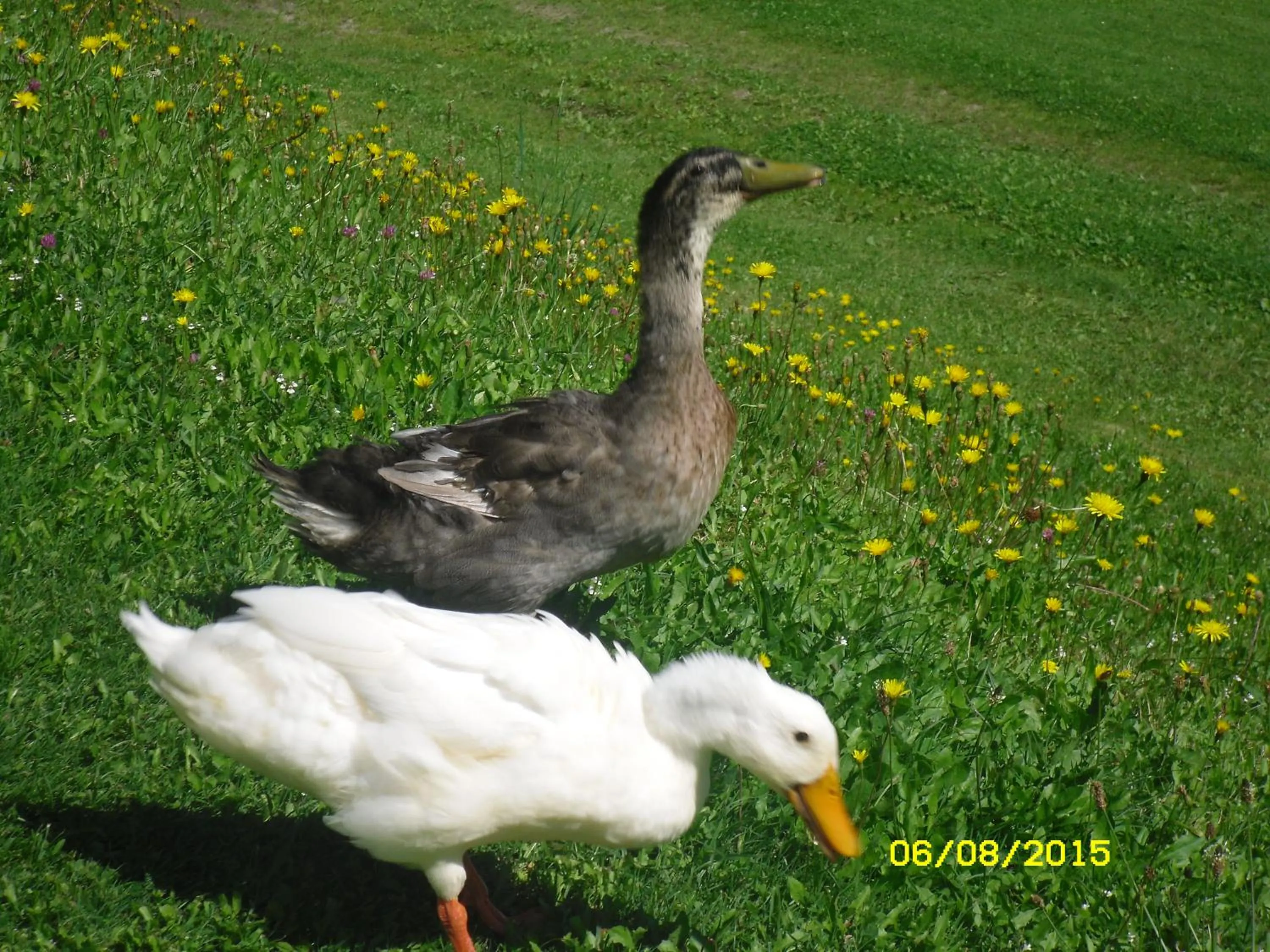 Pets in Vorderwiesgut