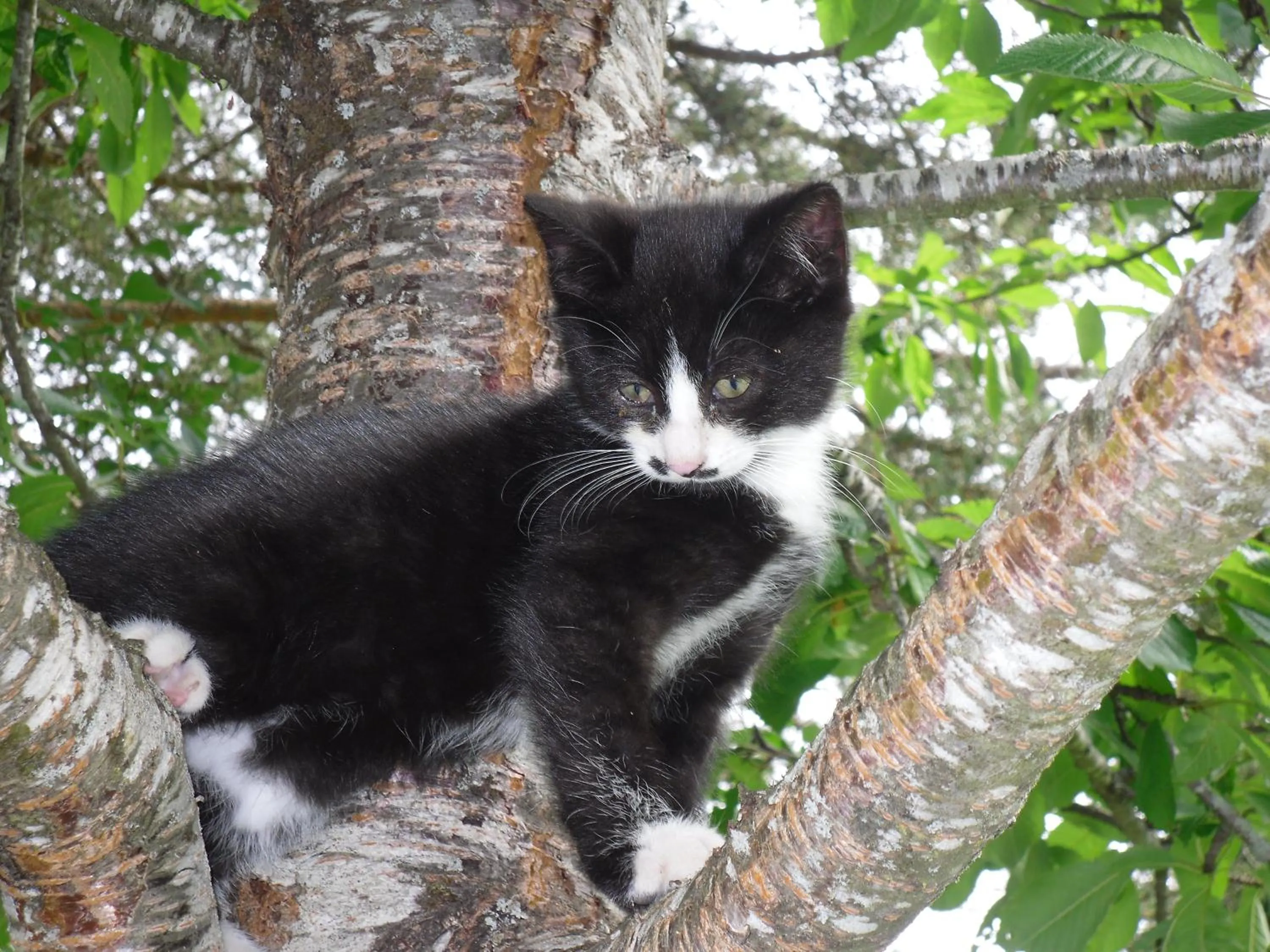 Garden in Vorderwiesgut