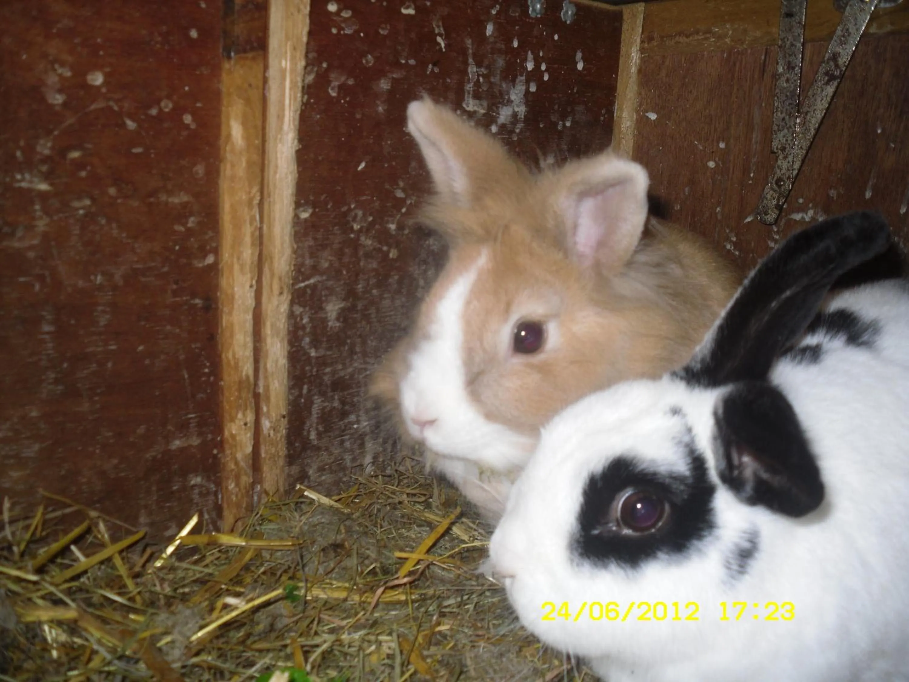 Other in Vorderwiesgut