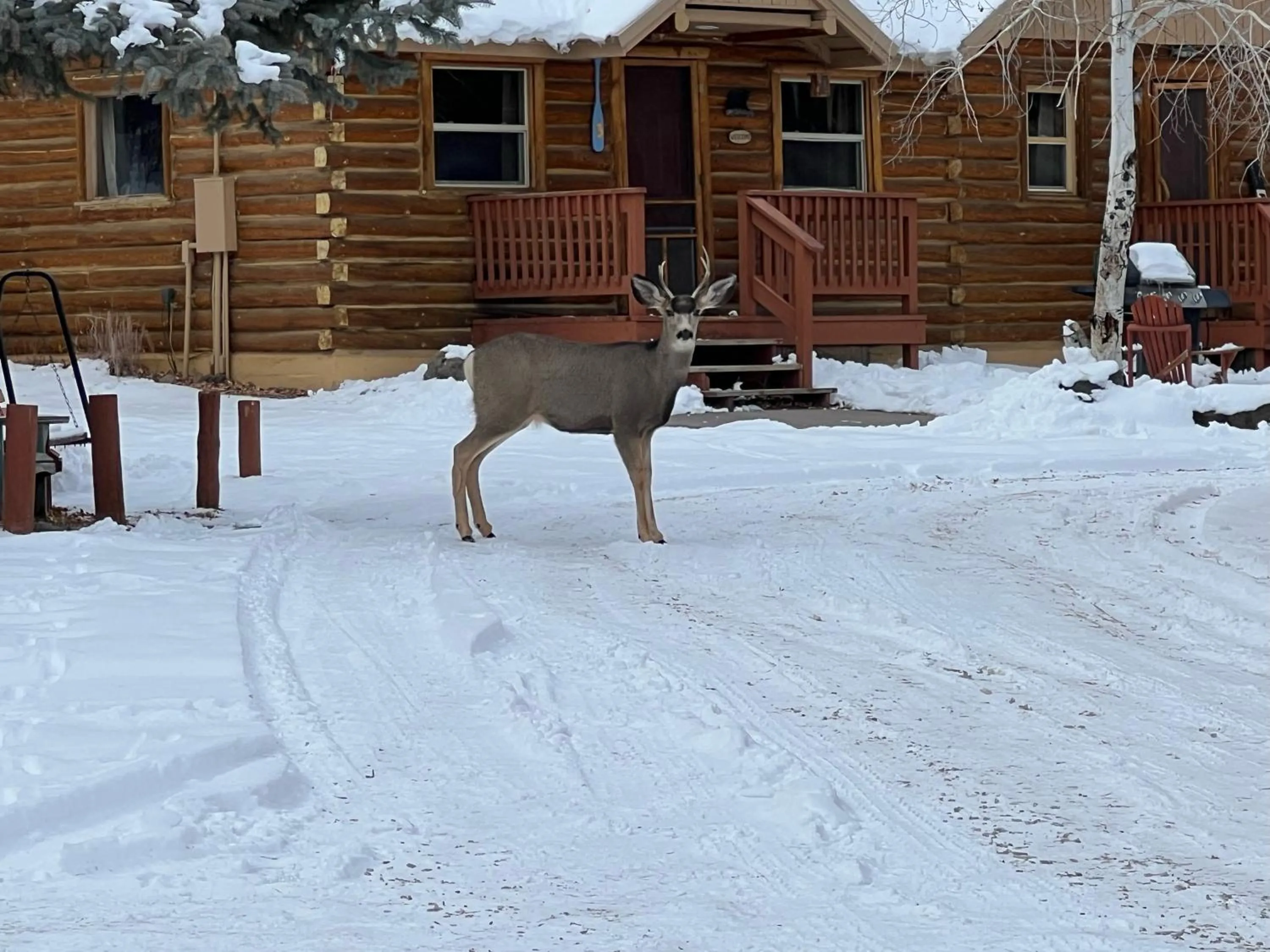 Ute Bluff Lodge, Cabins and RV park