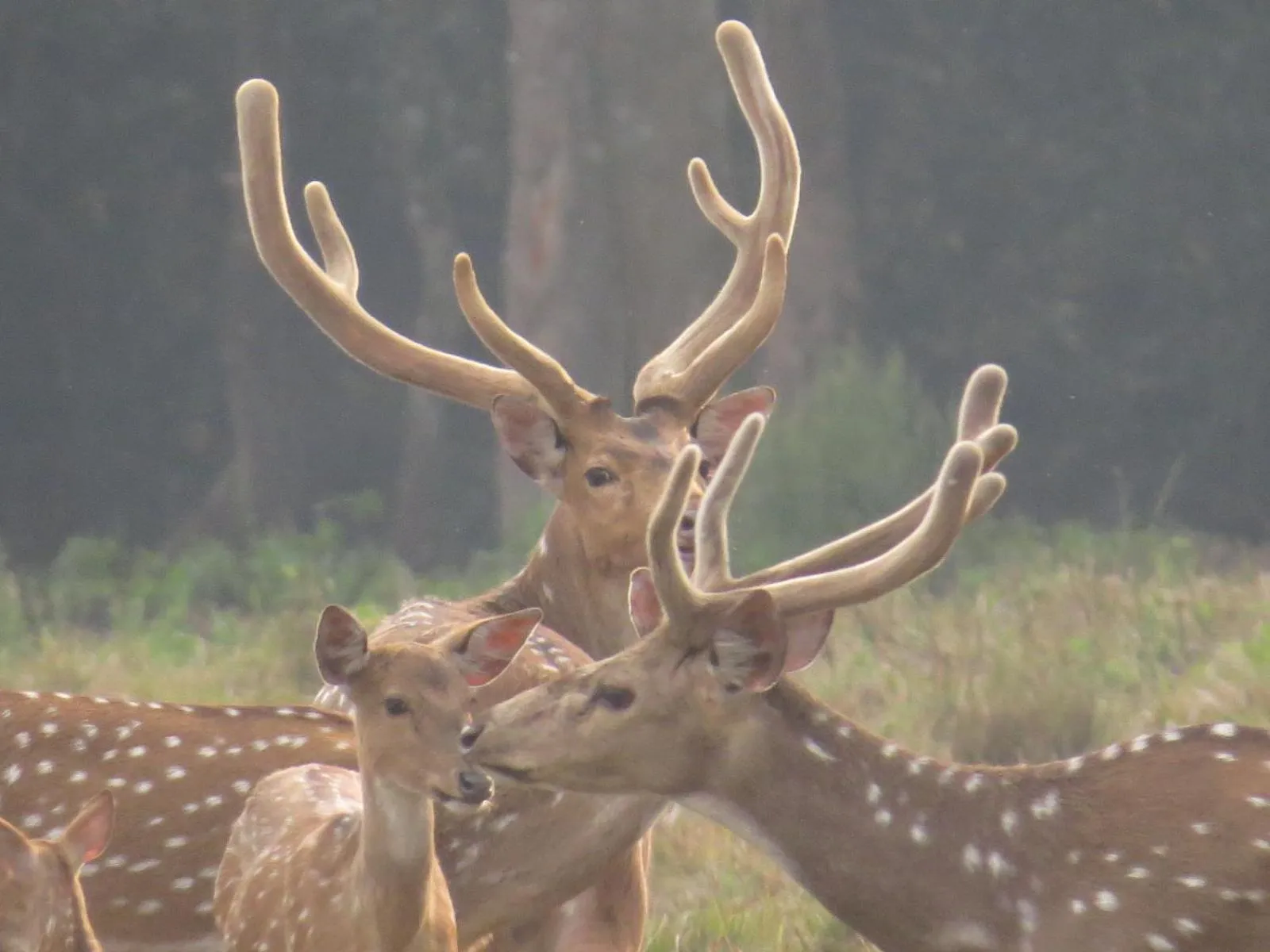 Animals in Hotel Parkland