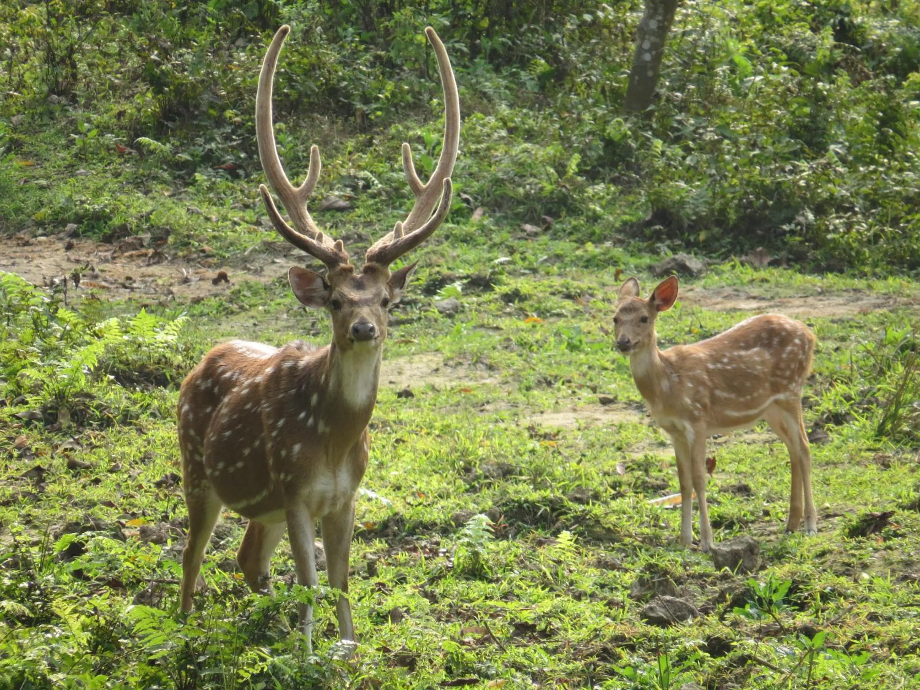 Animals in Hotel Parkland