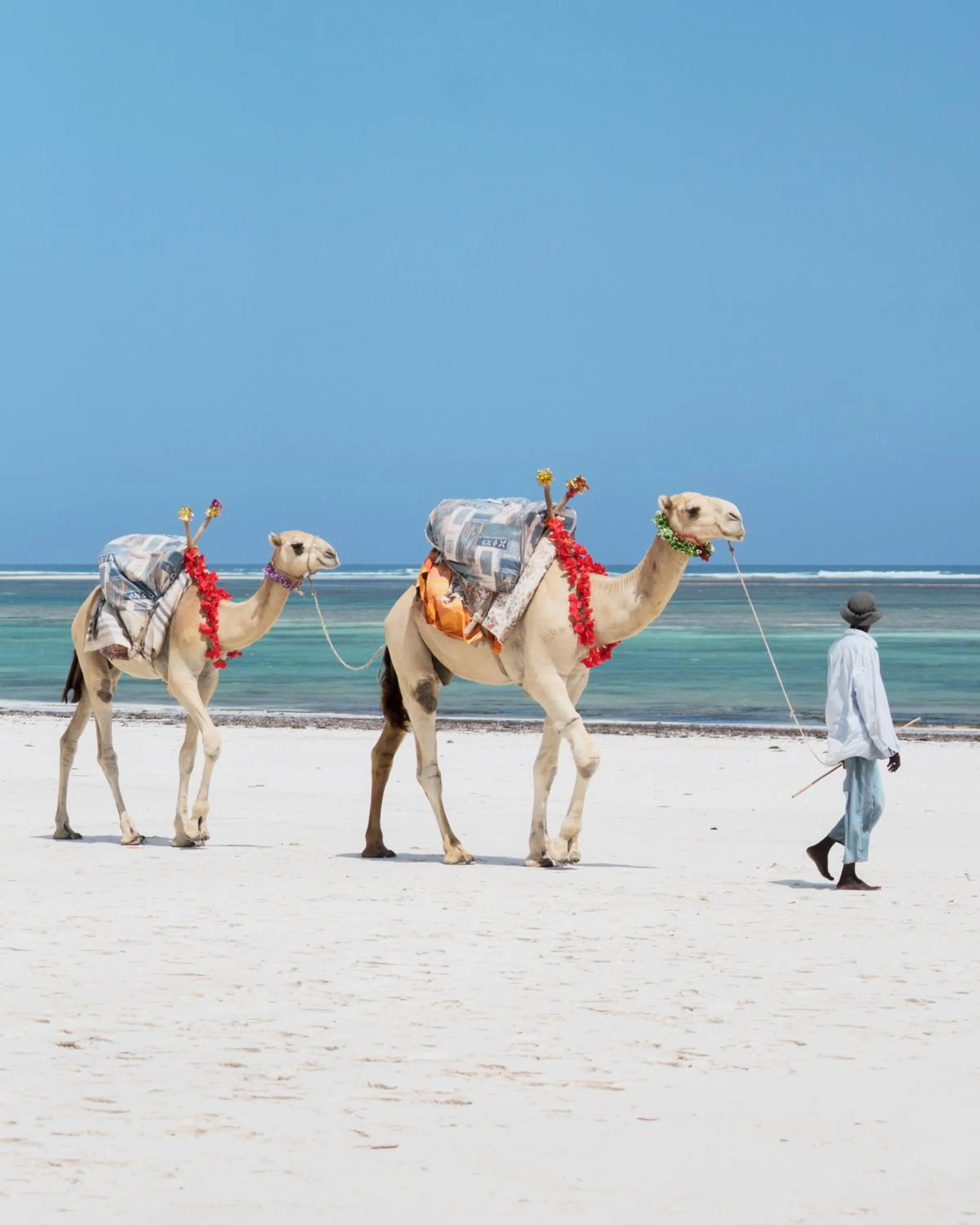 Animals in Diani Sea Lodge - All Inclusive