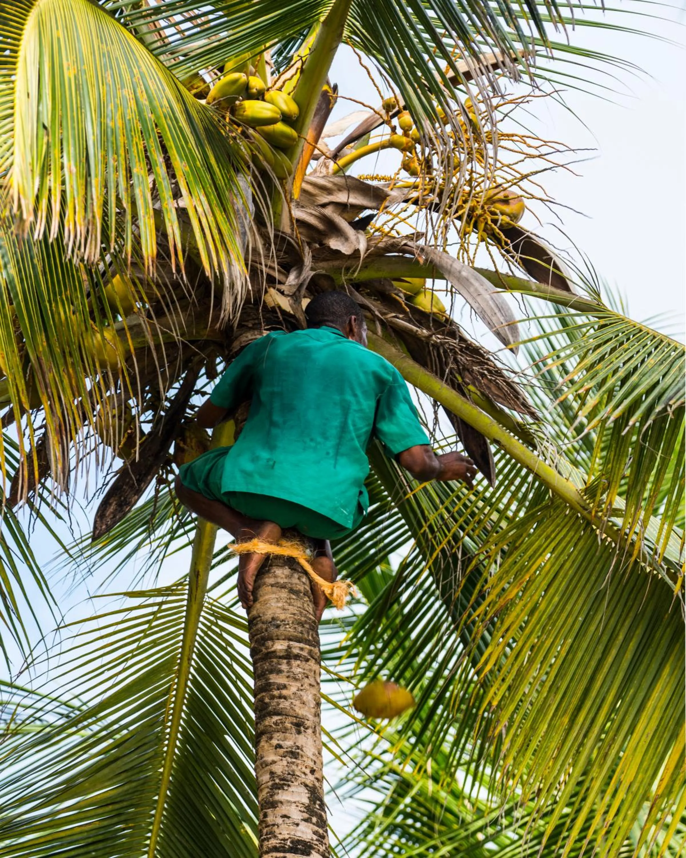 Natural landscape in Diani Sea Lodge - All Inclusive