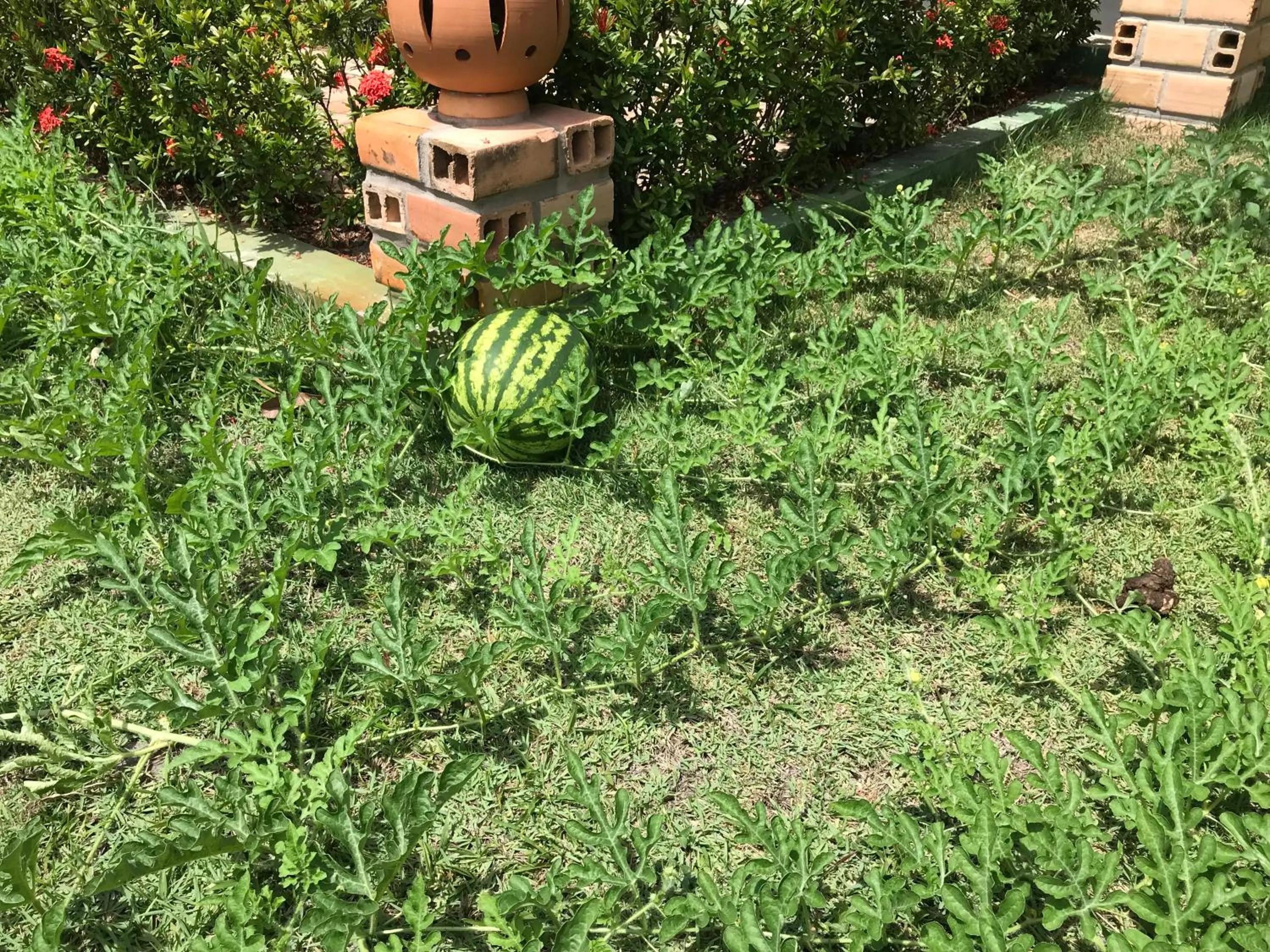 Spring in Hotel Pousada Rancho das Dunas