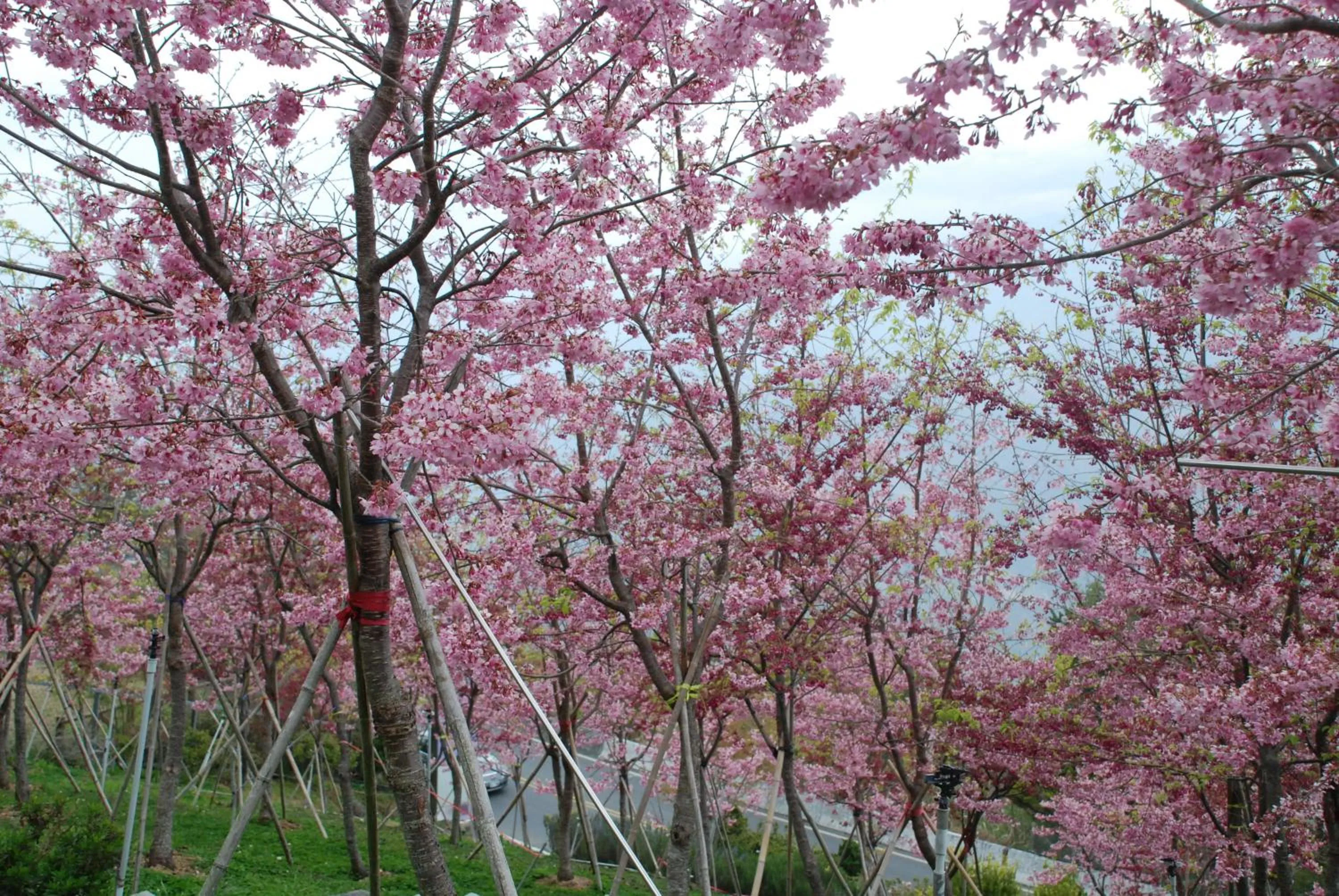 Winter in Liching Garden Villa