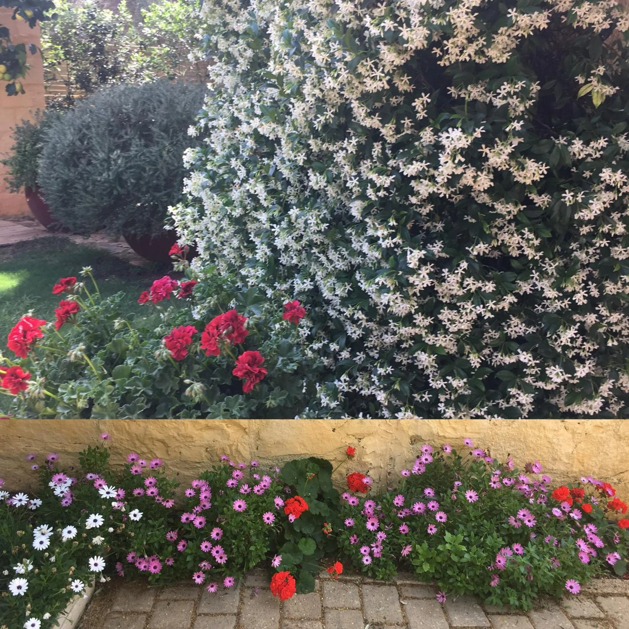 Garden in Villa Dimi
