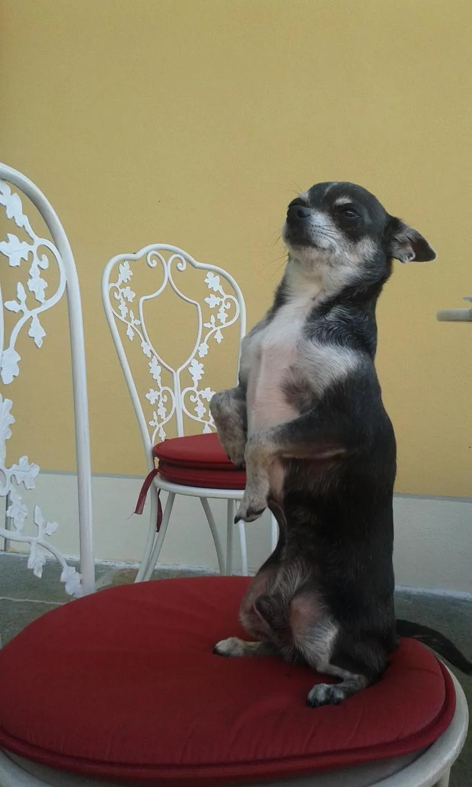 Pets in B&B Casa Forster