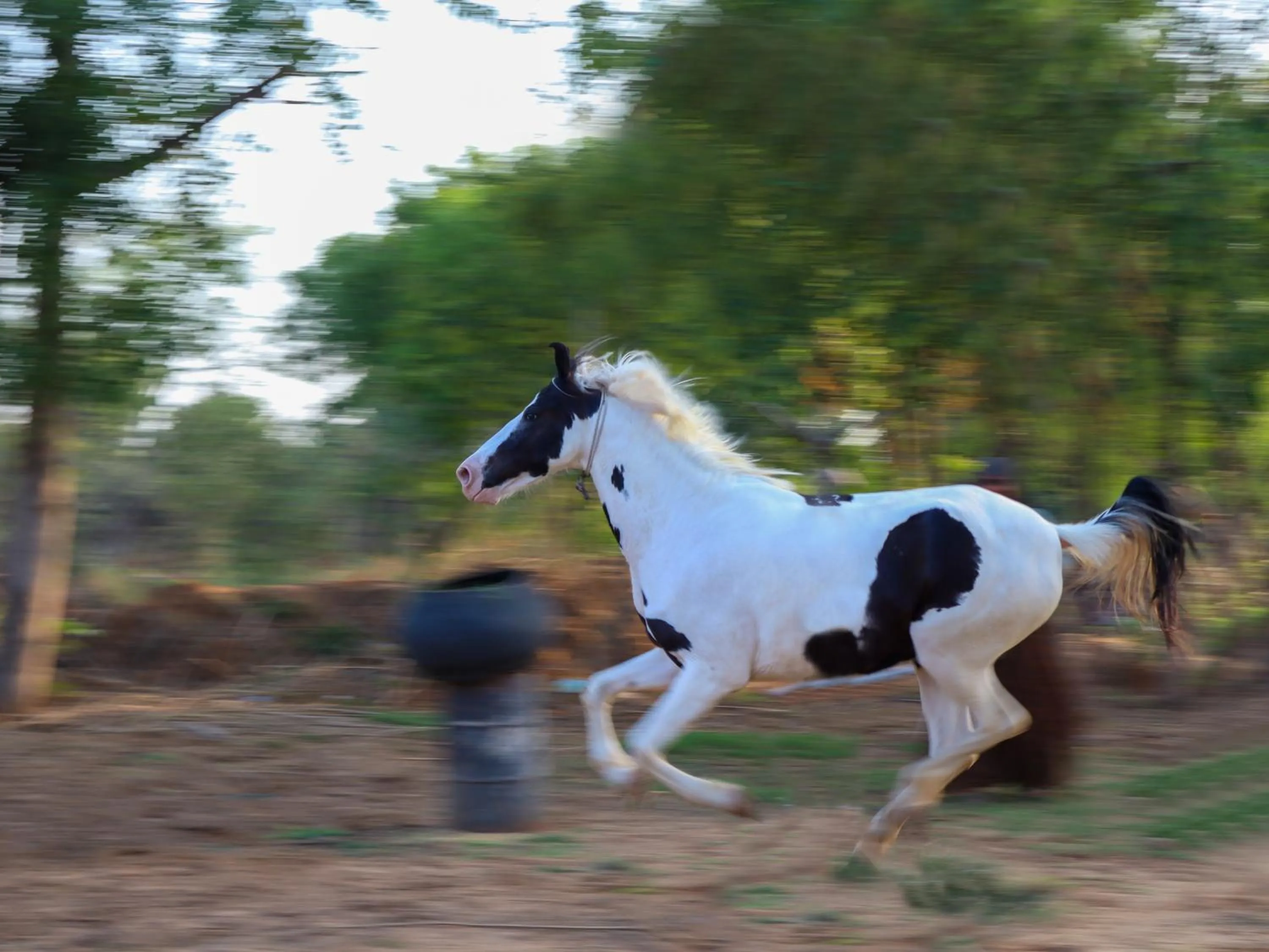 Horse-riding in Aranya by Stories