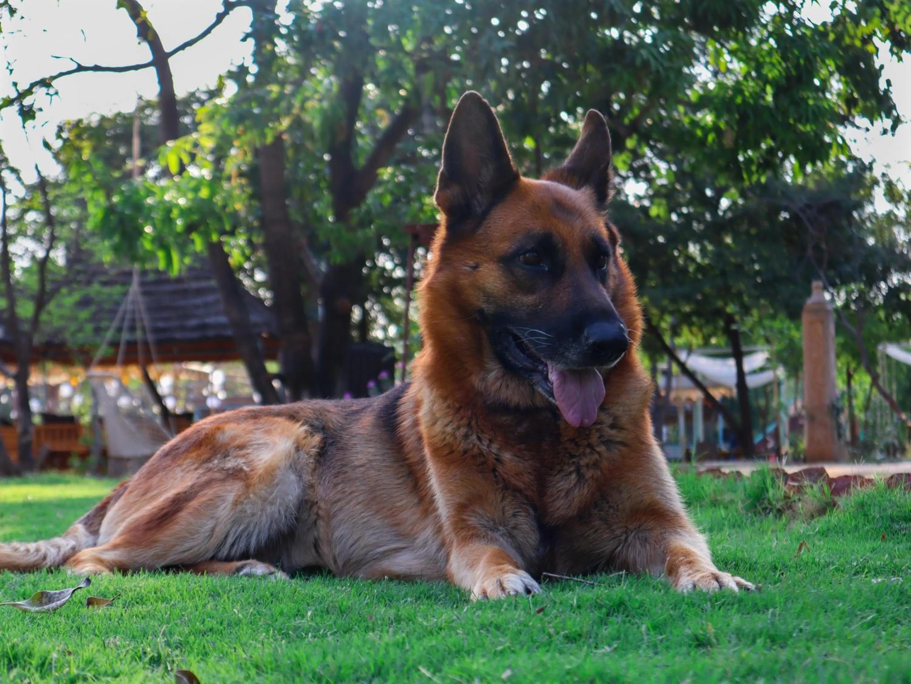 Garden in Aranya by Stories