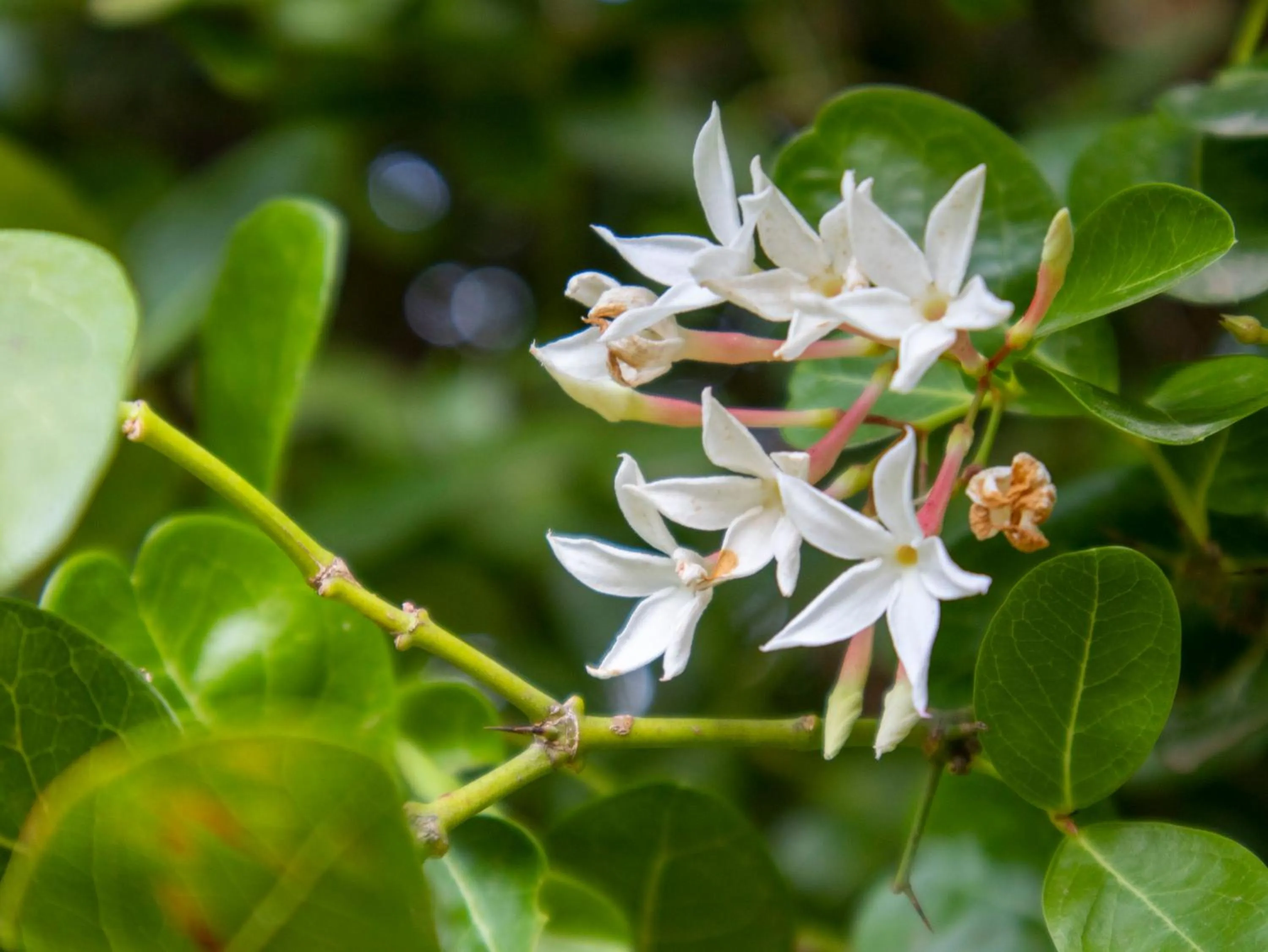 Garden in Aranya by Stories