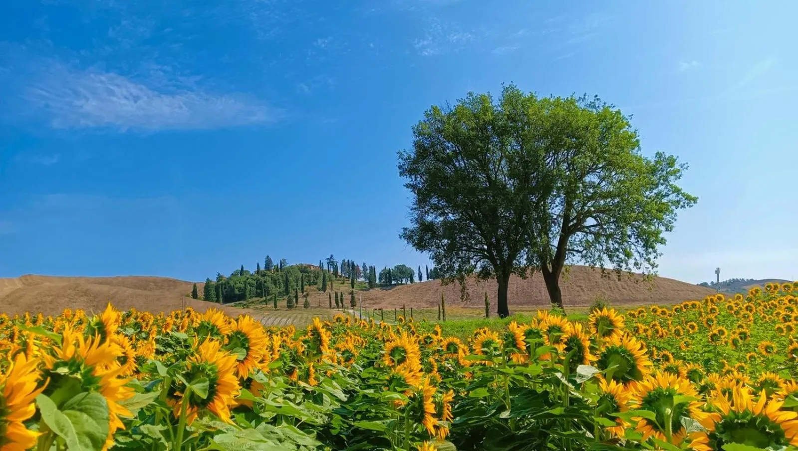 Natural landscape in Tenuta d'Arbia, Siena