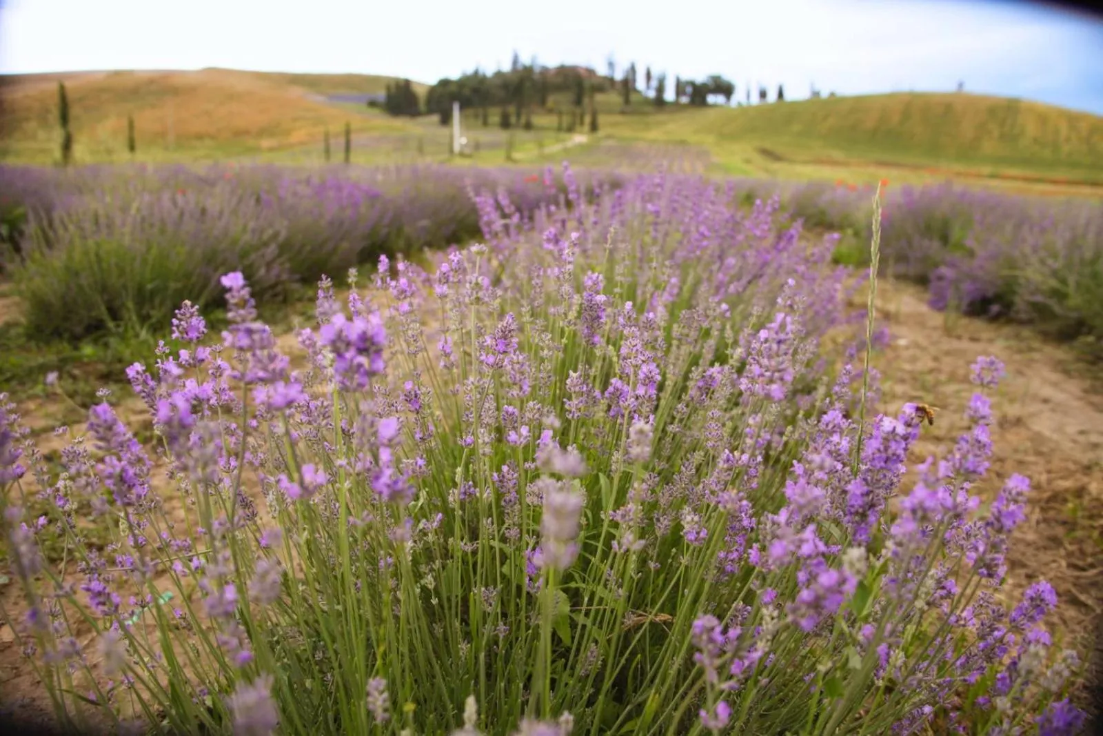 Spring in Tenuta d'Arbia, Siena