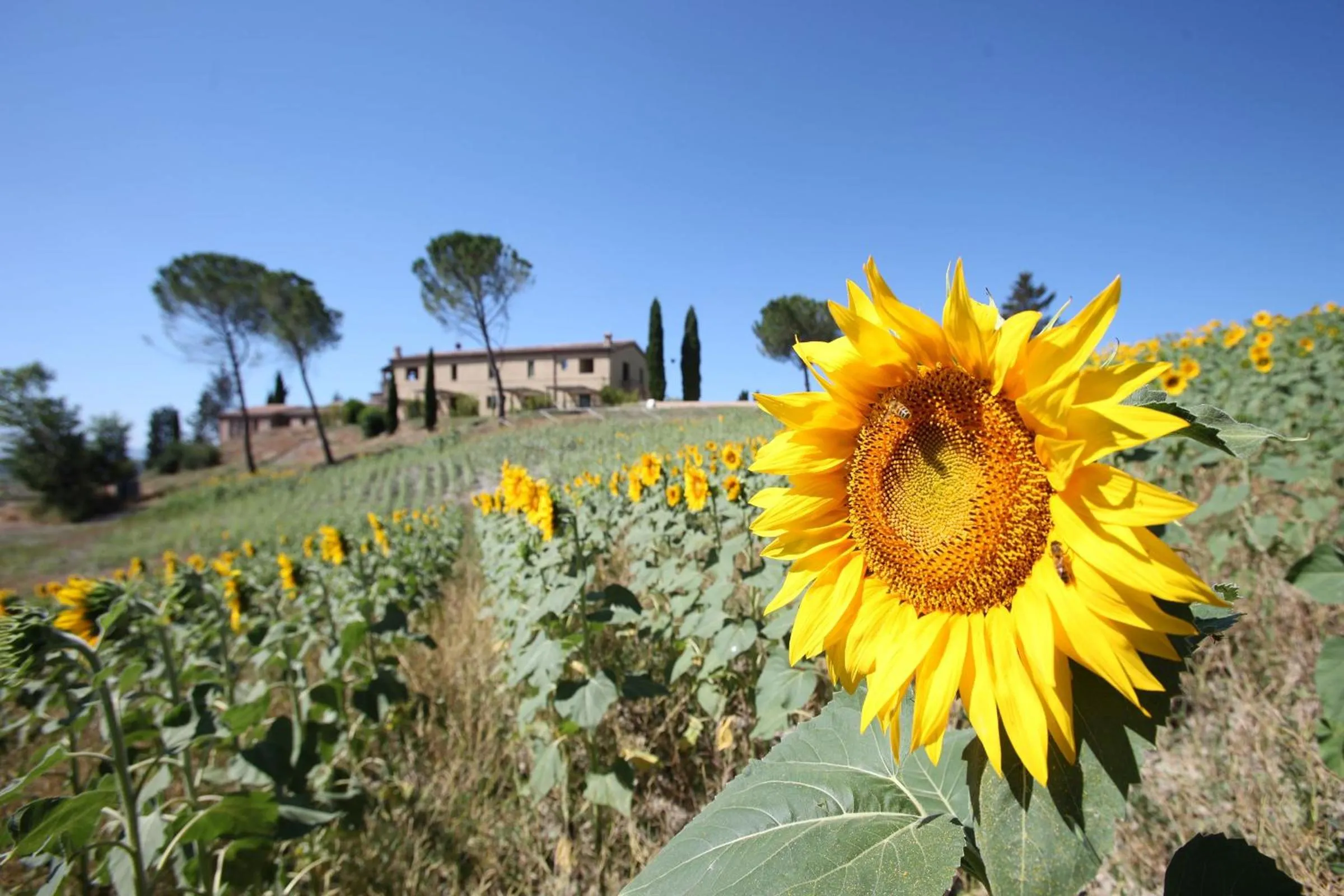 Property building in Tenuta d'Arbia, Siena