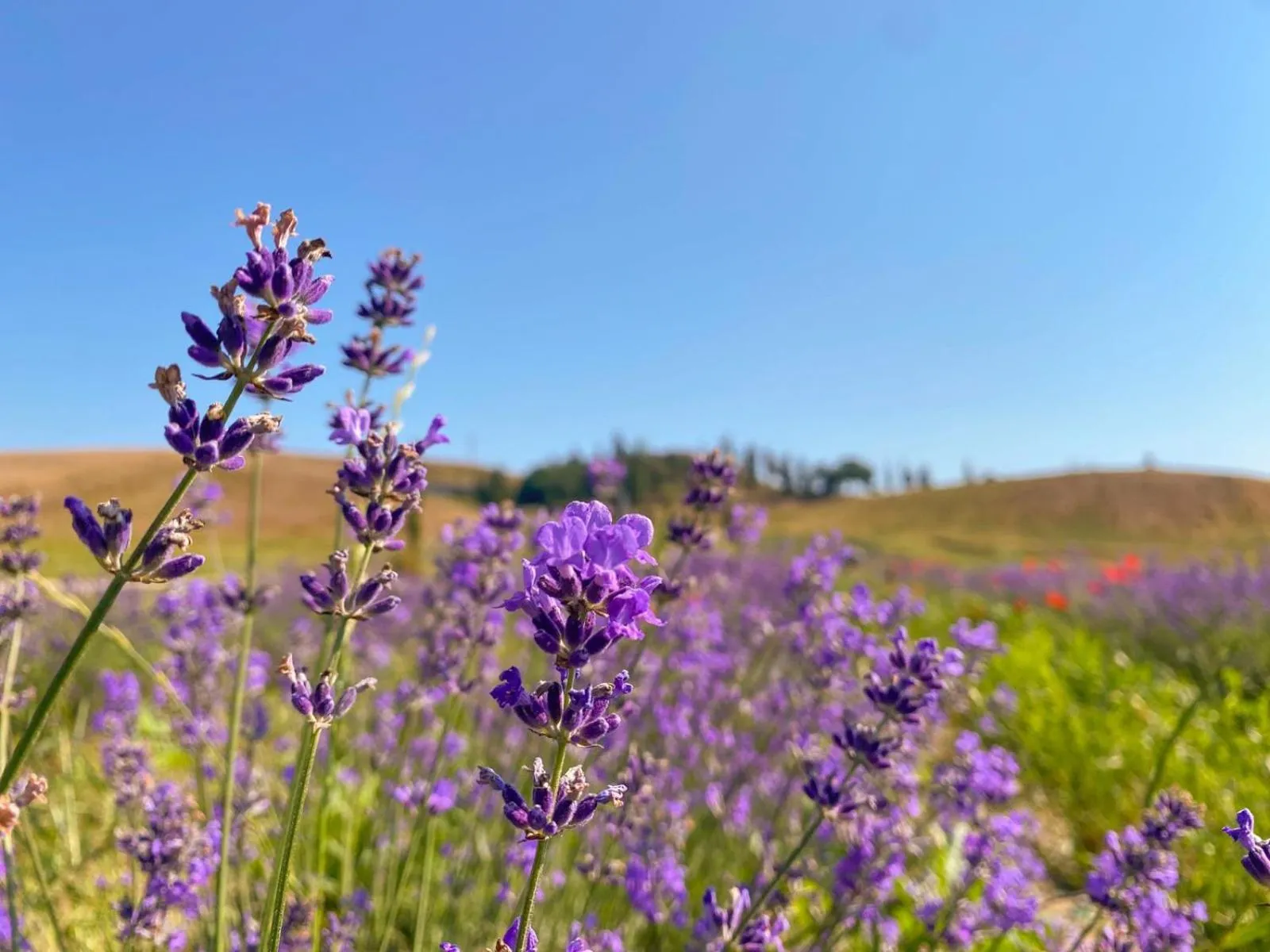 Spring in Tenuta d'Arbia, Siena