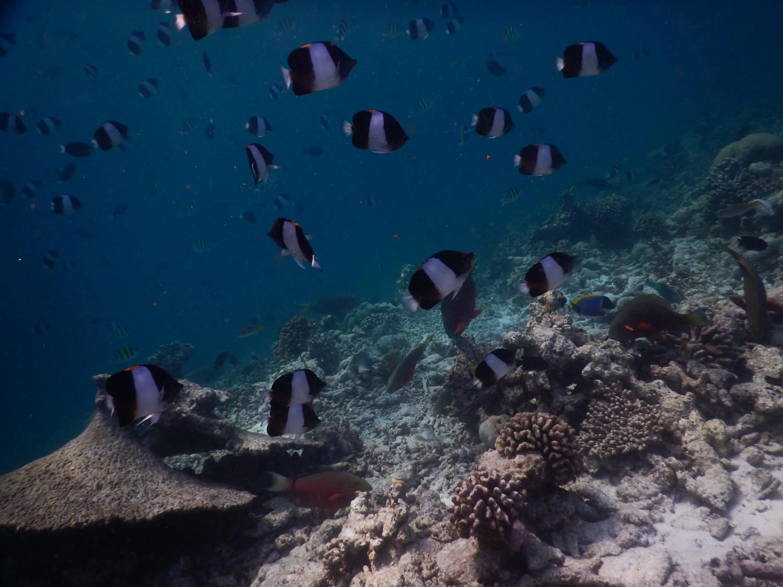 Off site in Rasdhoo Coralville