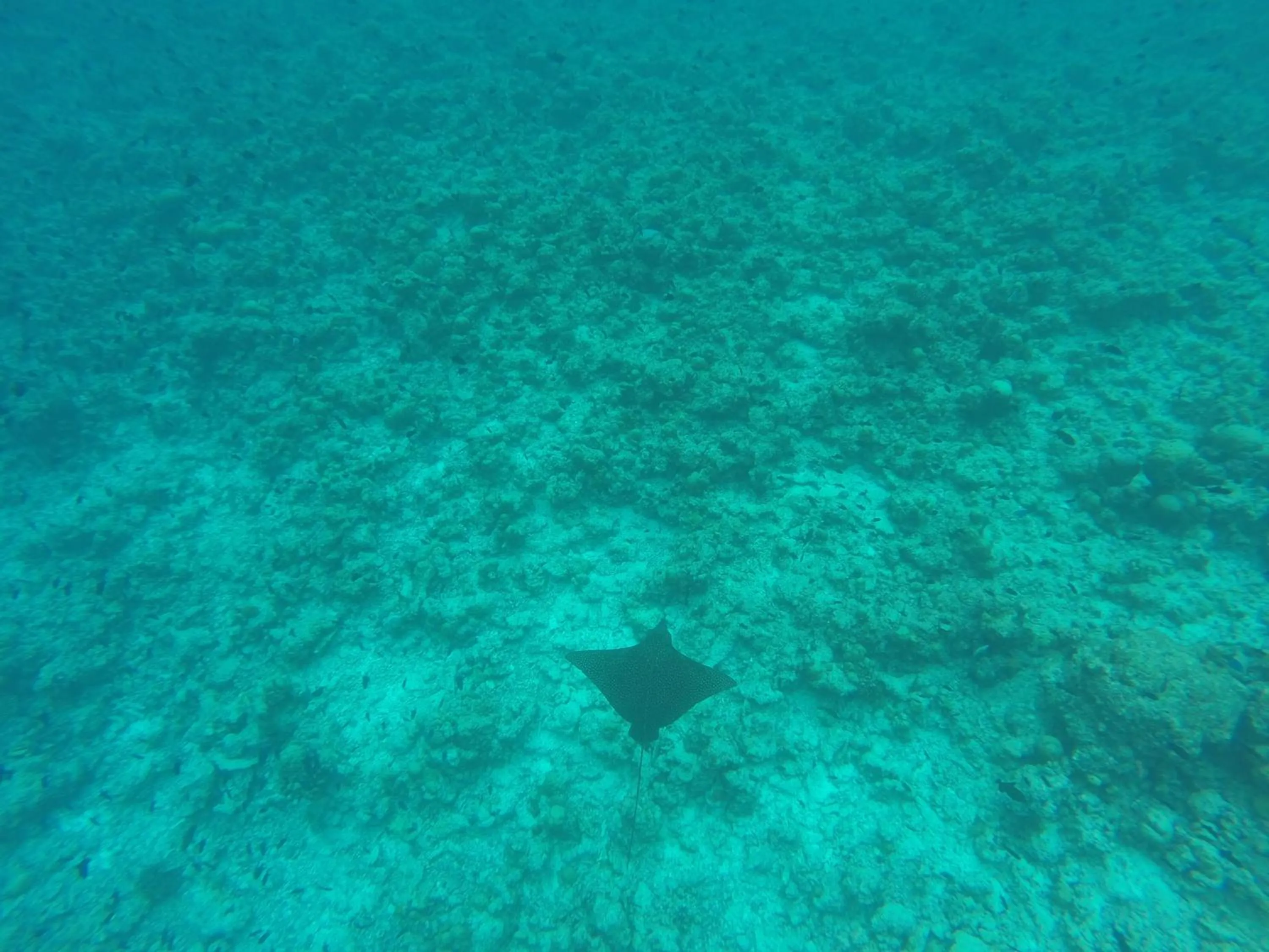 Snorkeling in Rasdhoo Coralville