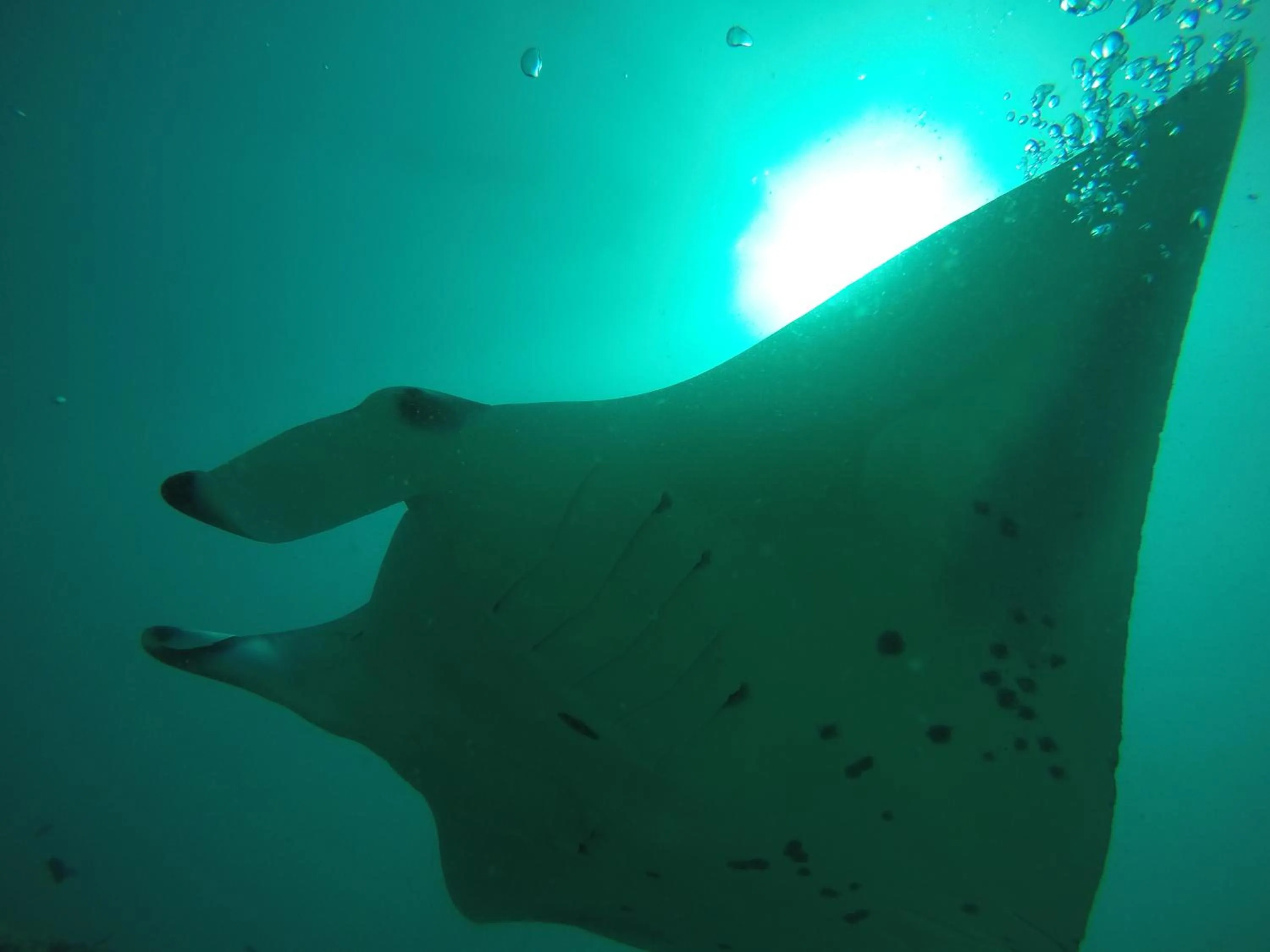 Snorkeling in Rasdhoo Coralville