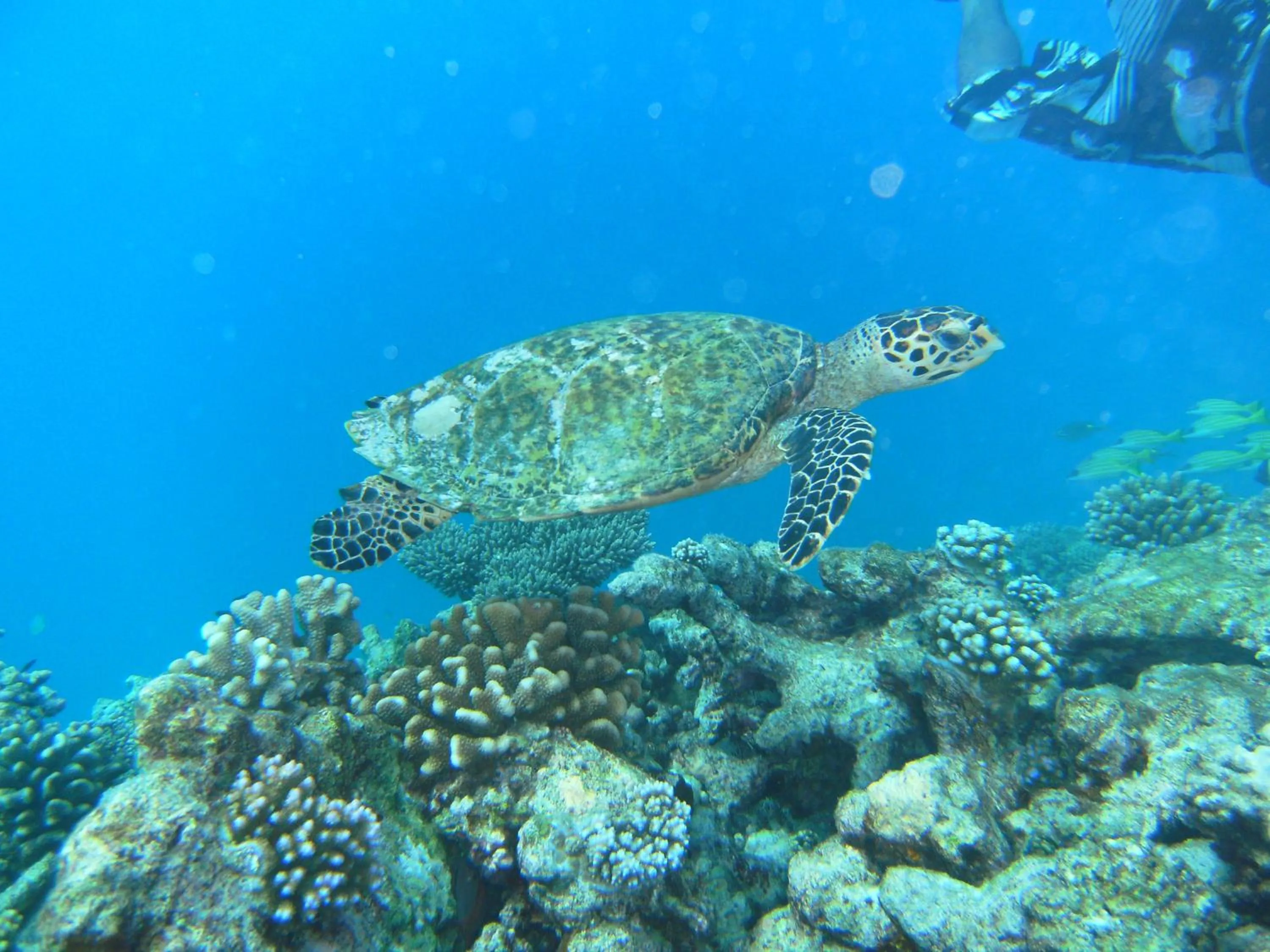 Snorkeling in Rasdhoo Coralville