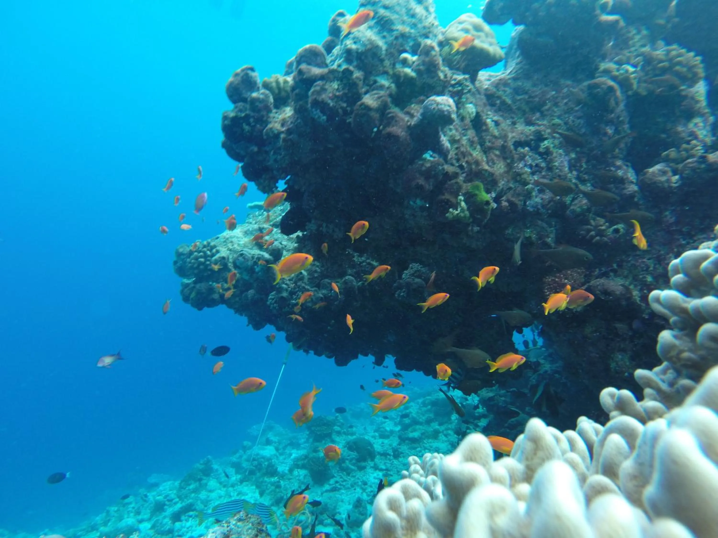 Snorkeling in Rasdhoo Coralville