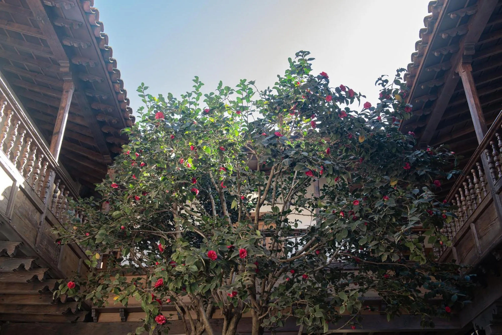 La Casa de La Camelia