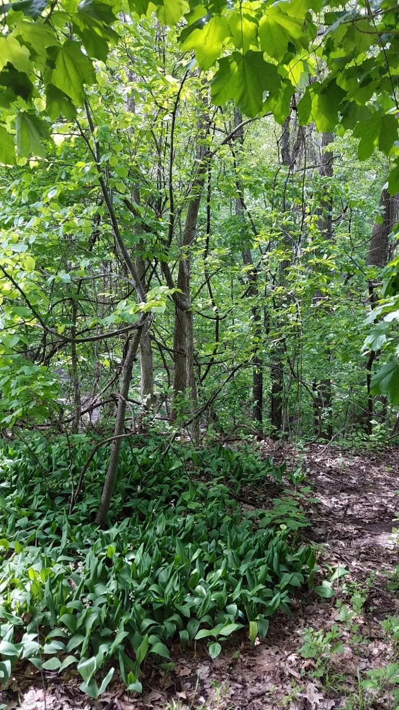 Natural landscape in Burr Oak Motel