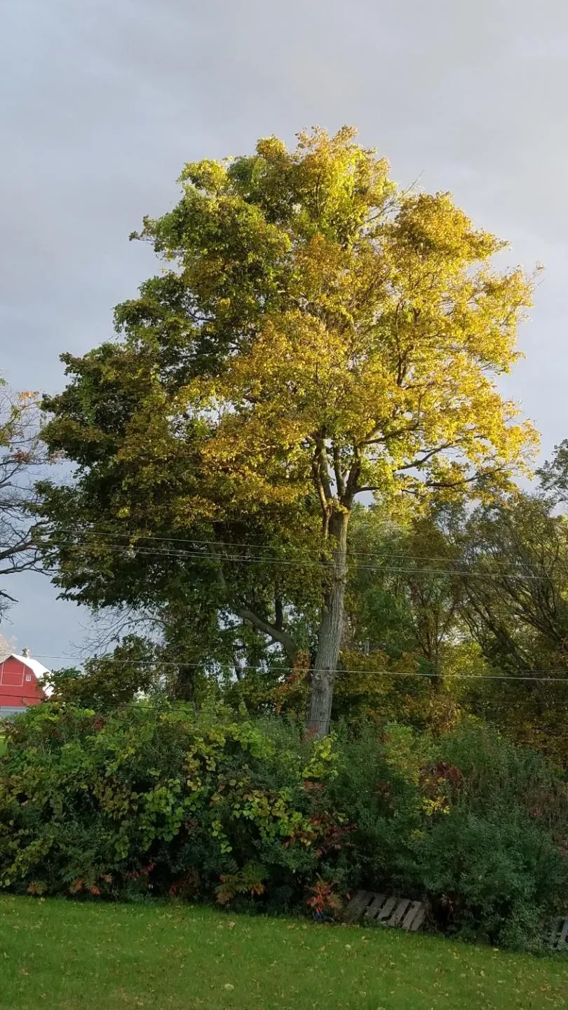 Natural landscape in Burr Oak Motel