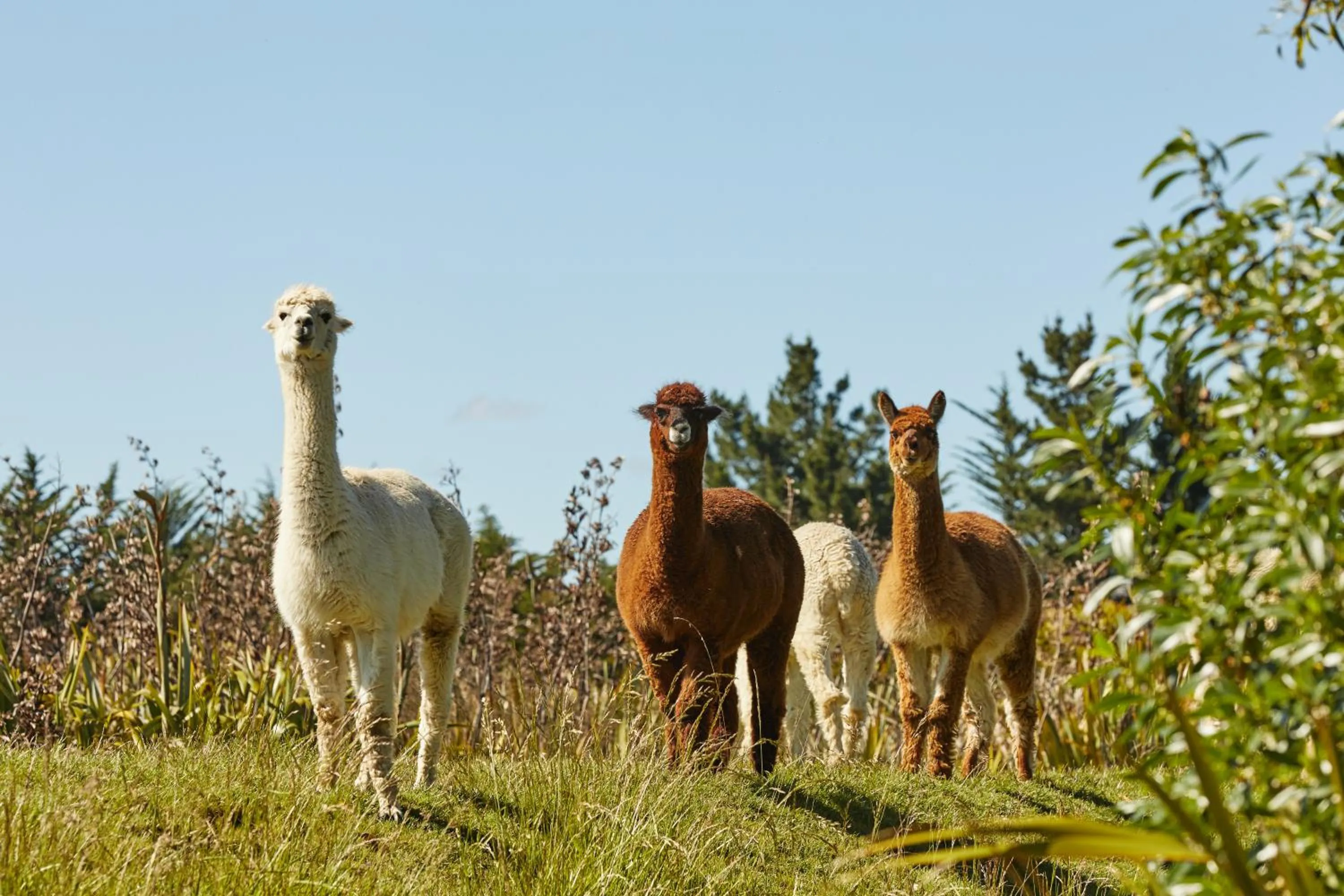 Natural landscape in Misty River Retreat