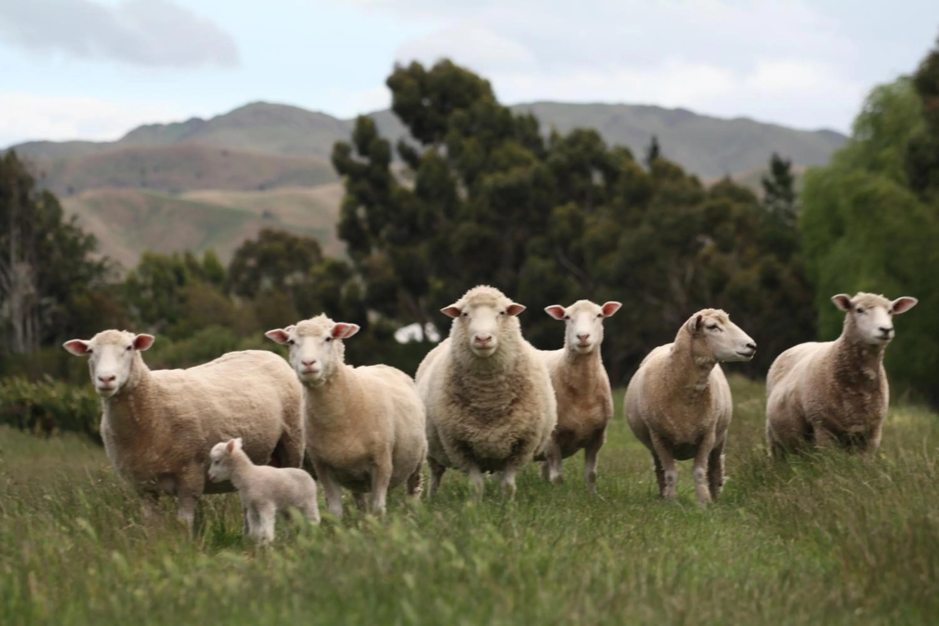 Animals in Misty River Retreat