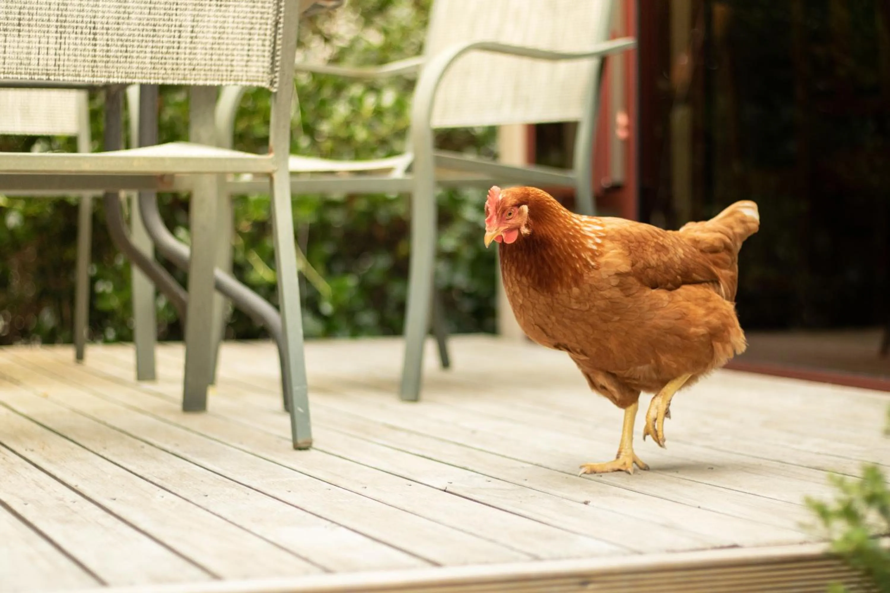 Animals in Misty River Retreat