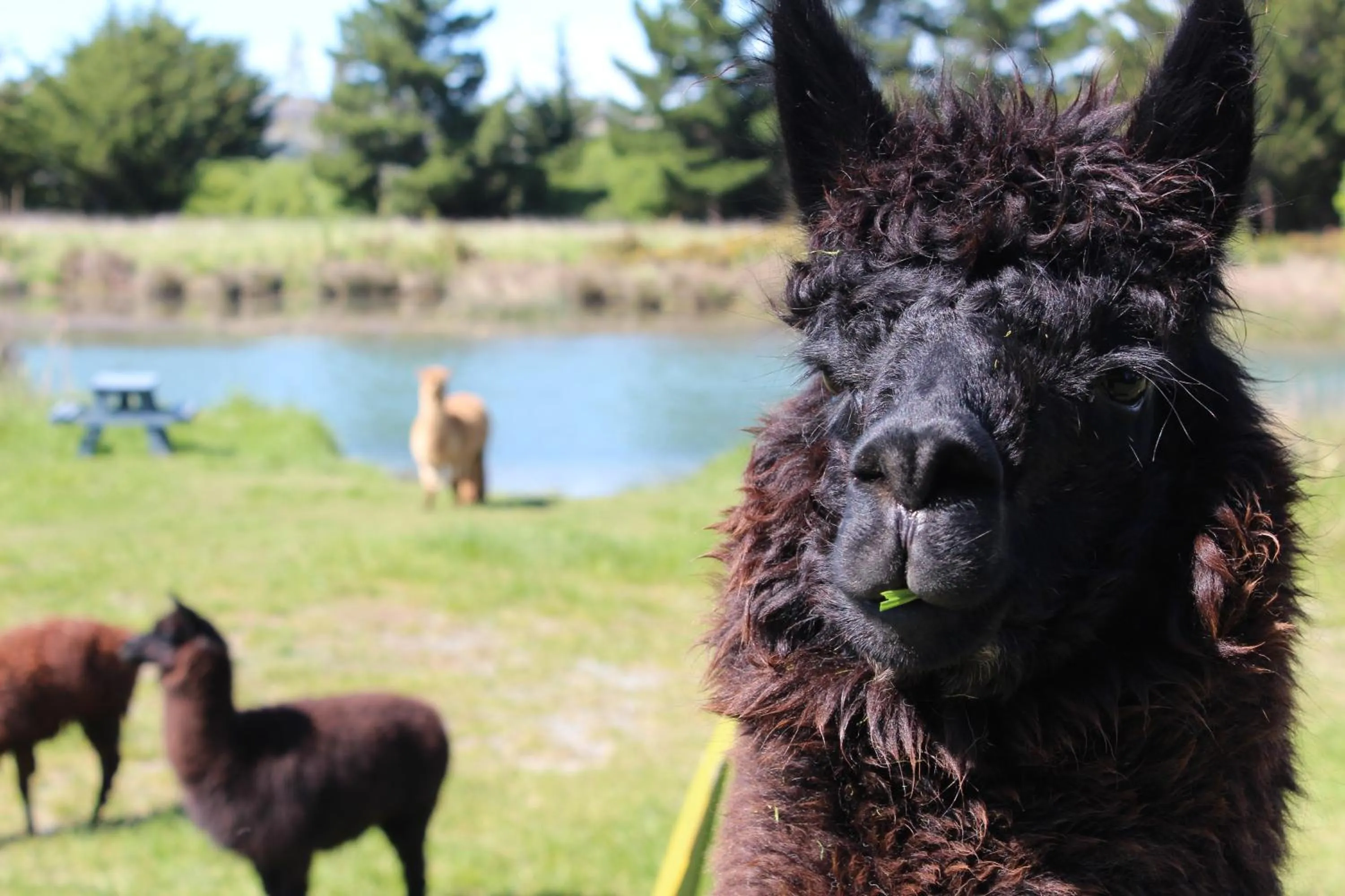 Animals in Misty River Retreat