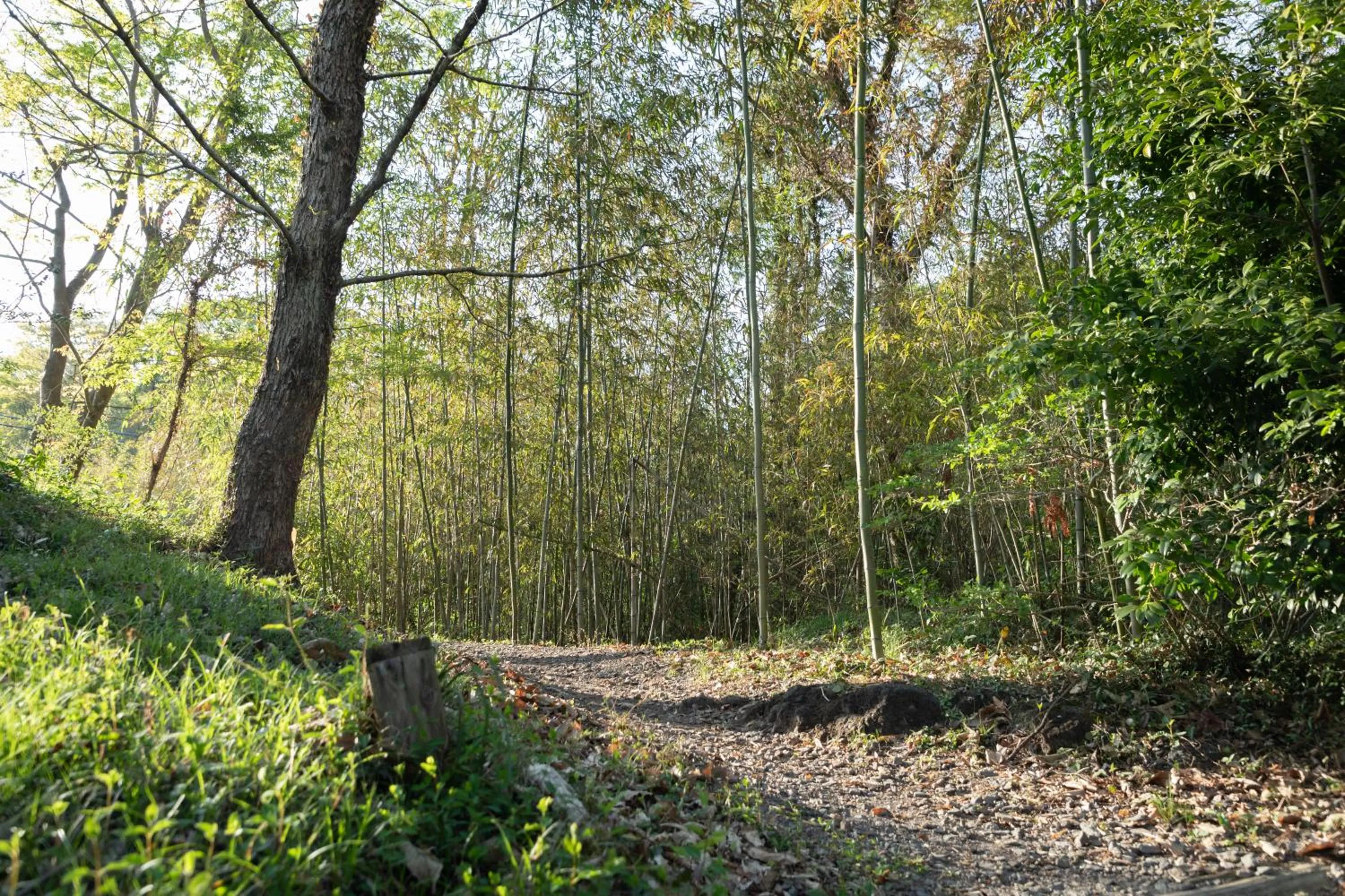 Seasons in Sen-no-Mori