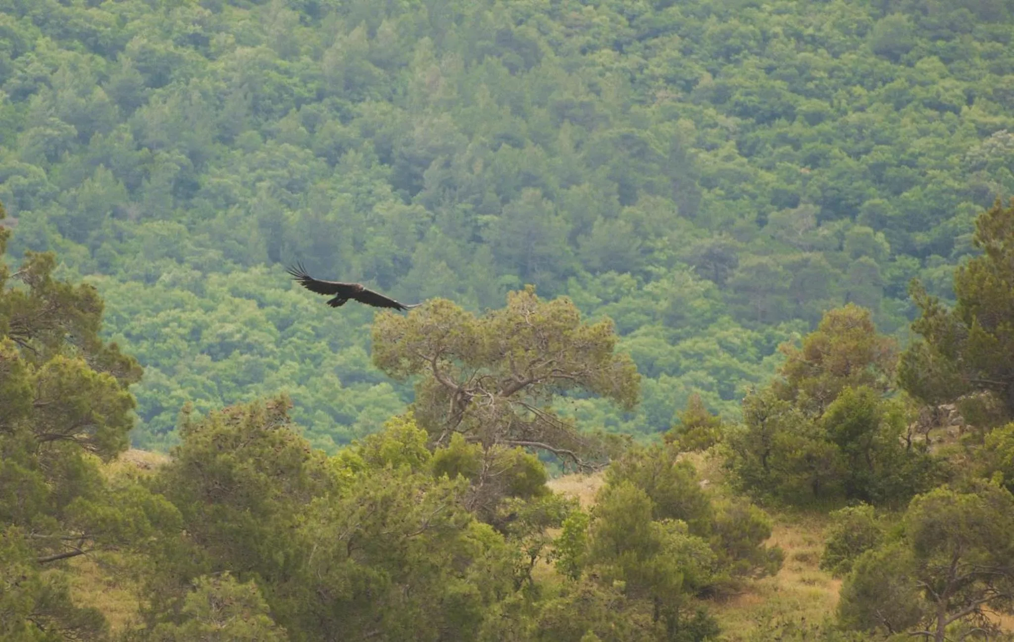 Animals in Hotel Isidora