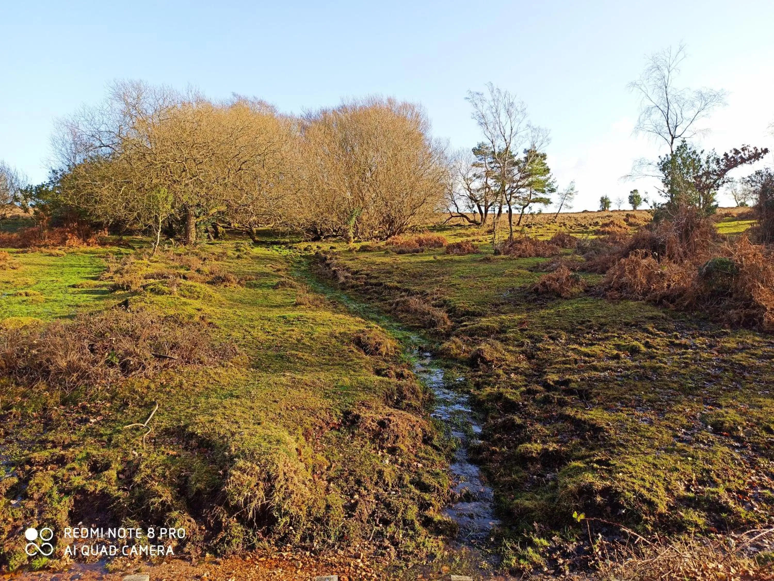 Natural landscape in New Forest Lodge