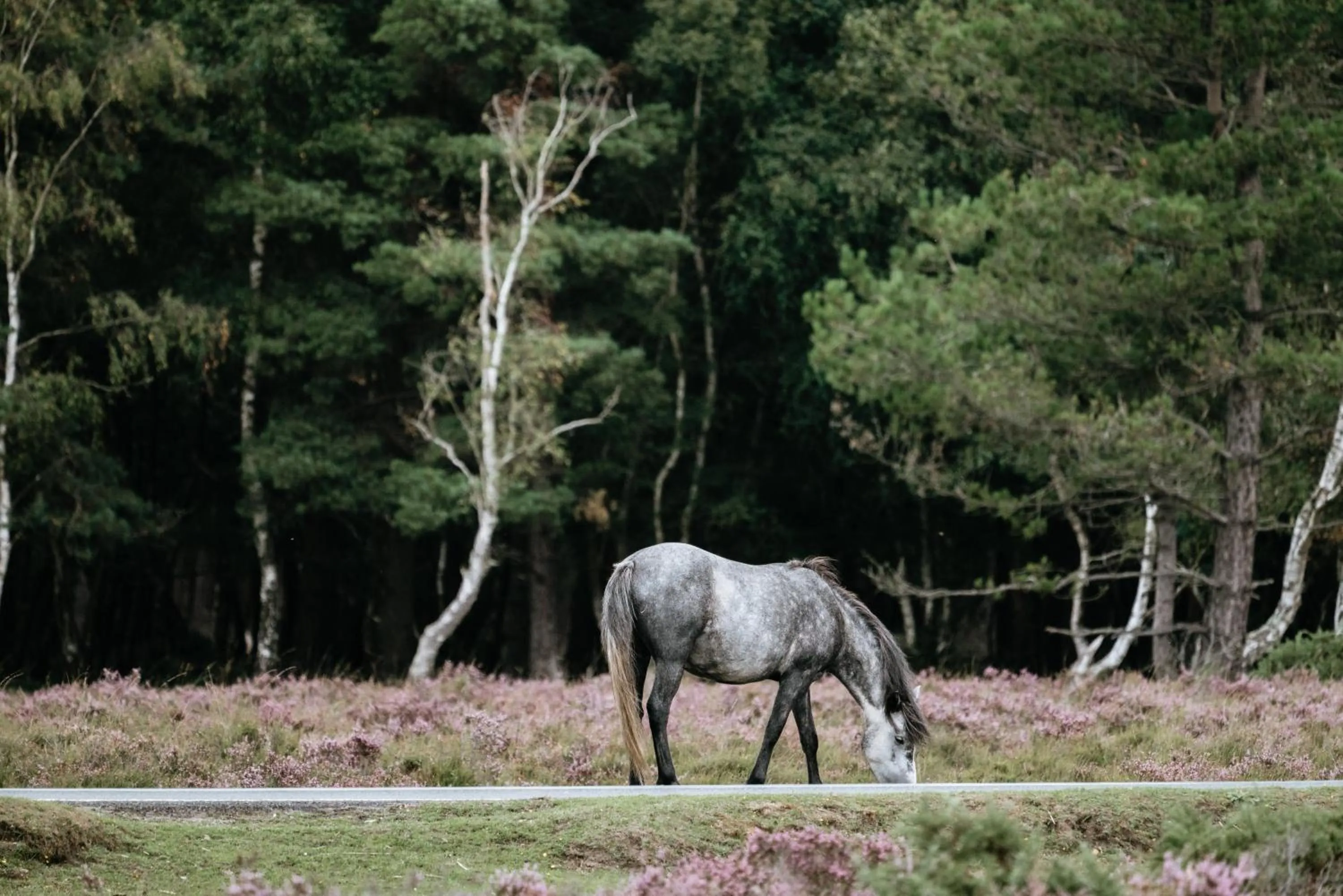 Animals in New Forest Lodge