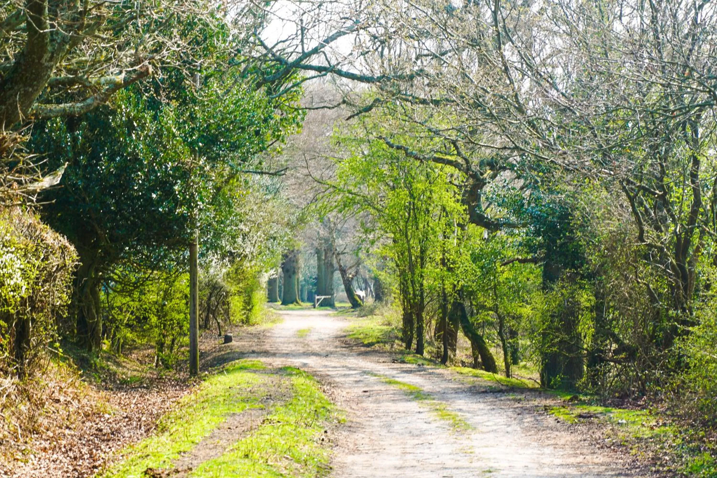 Natural landscape in New Forest Lodge