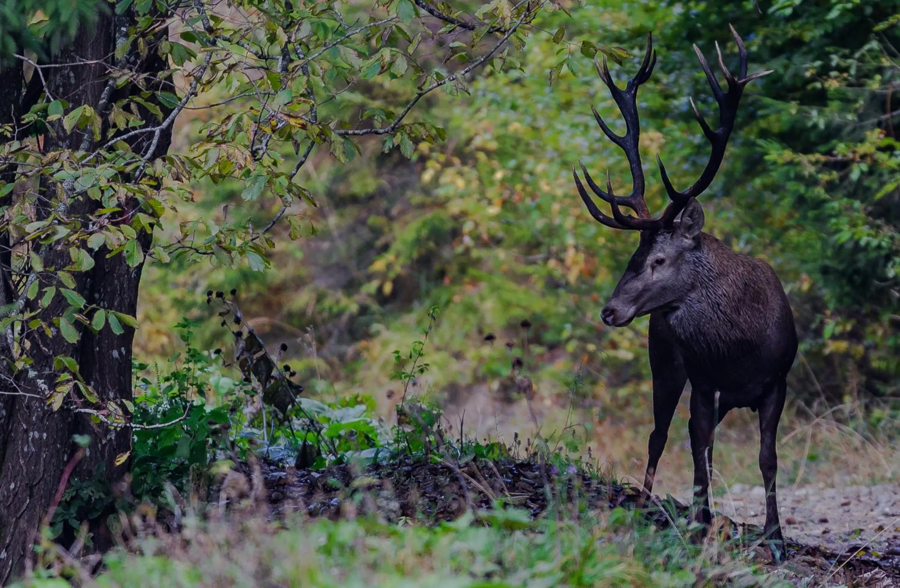 Animals in Zabola Estate - Transylvania
